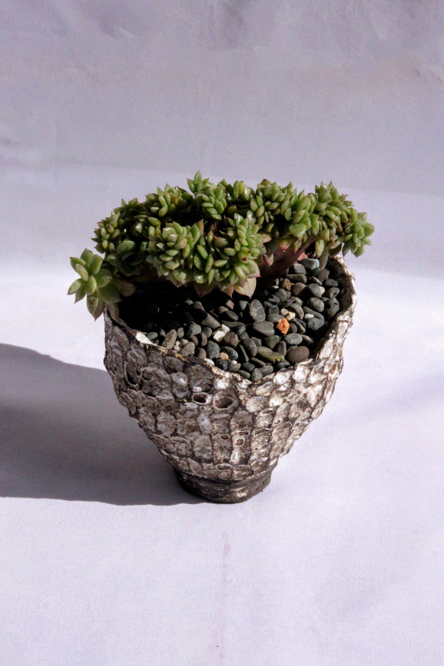 Echeveria Gilva Cristata