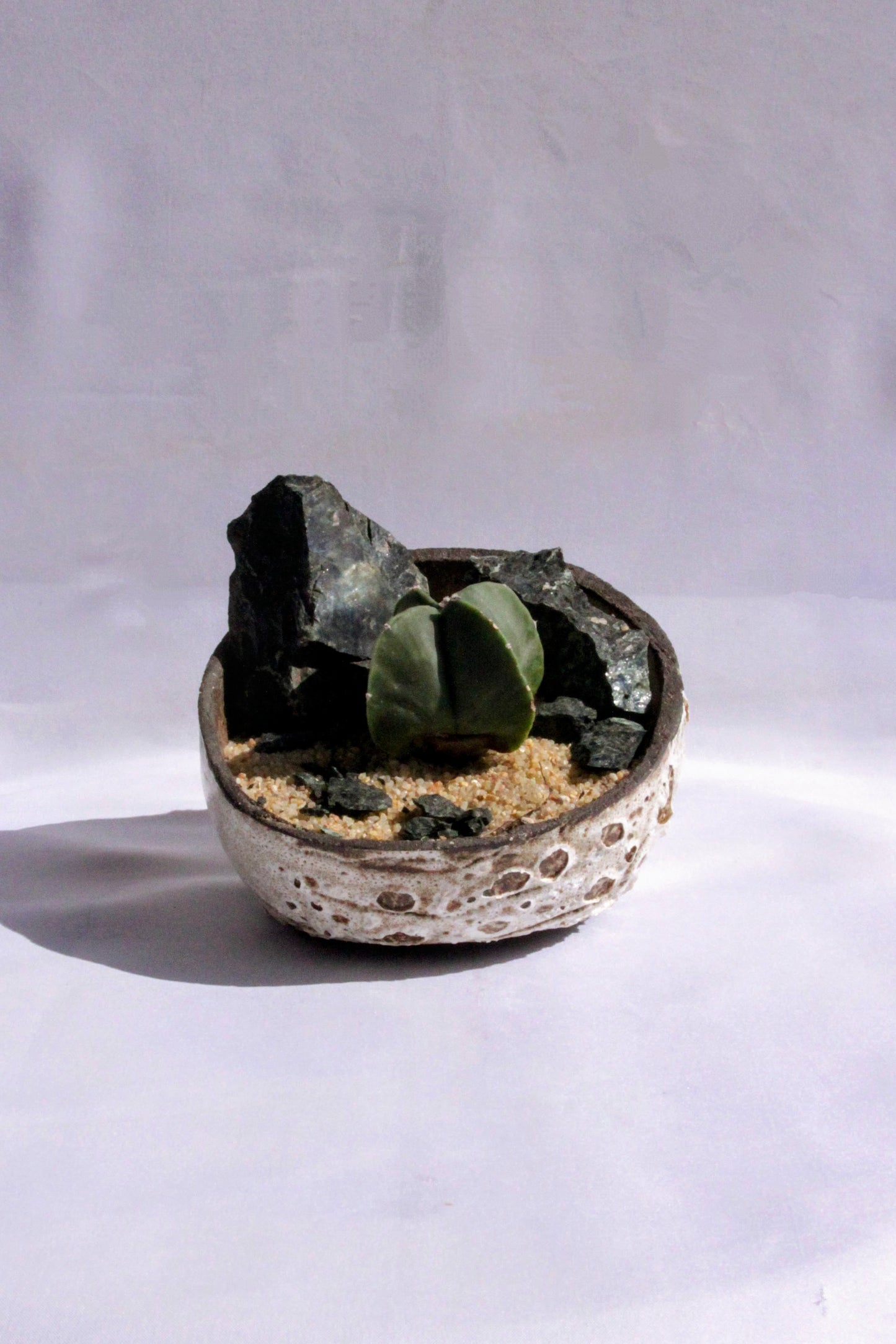 Astrophytum Myriostigma Rock Garden