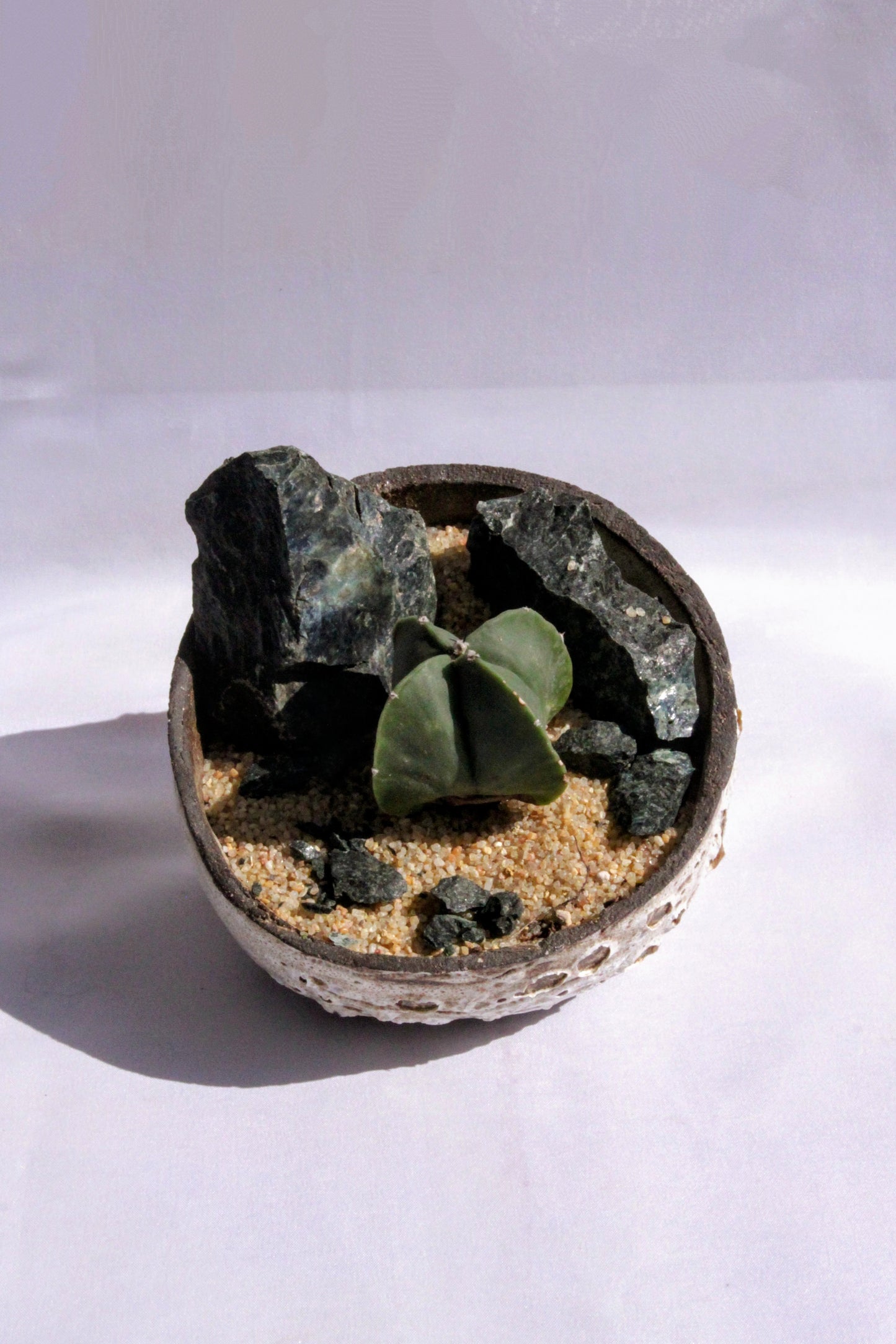 Astrophytum Myriostigma Rock Garden