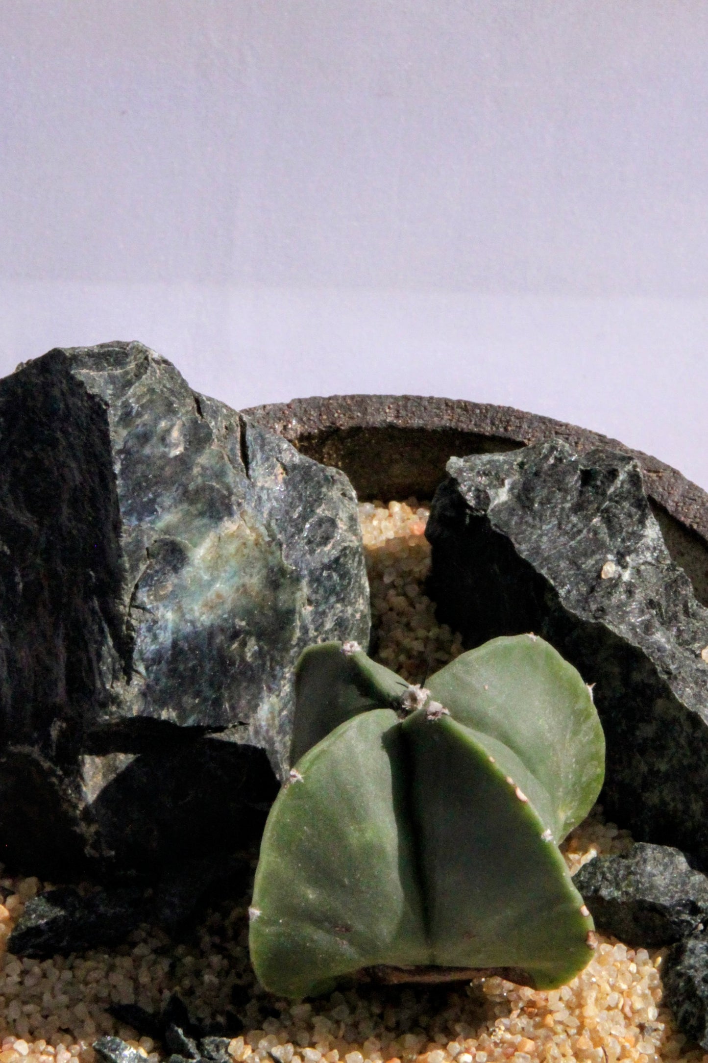 Astrophytum Myriostigma Rock Garden