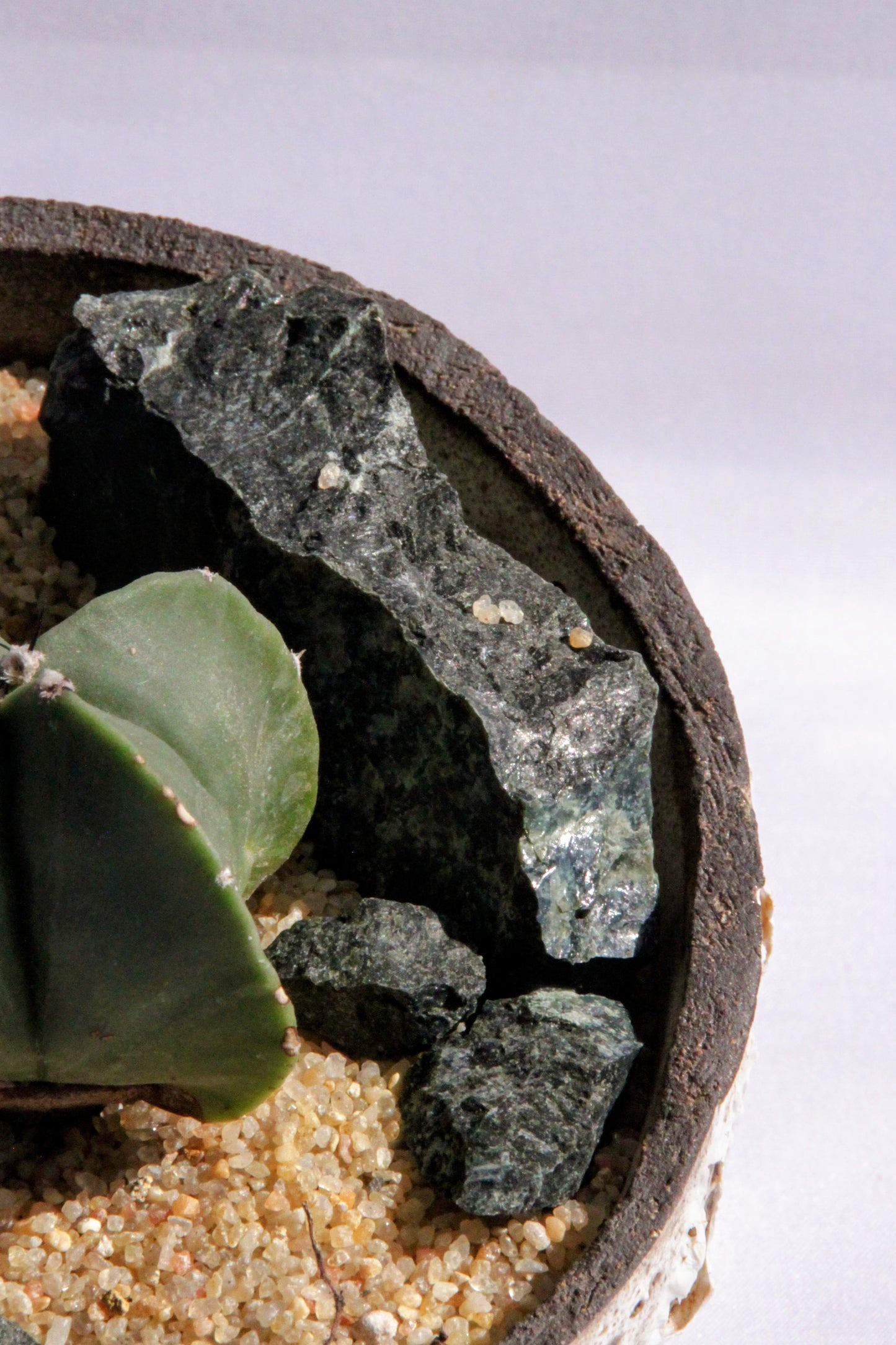 Astrophytum Myriostigma Rock Garden