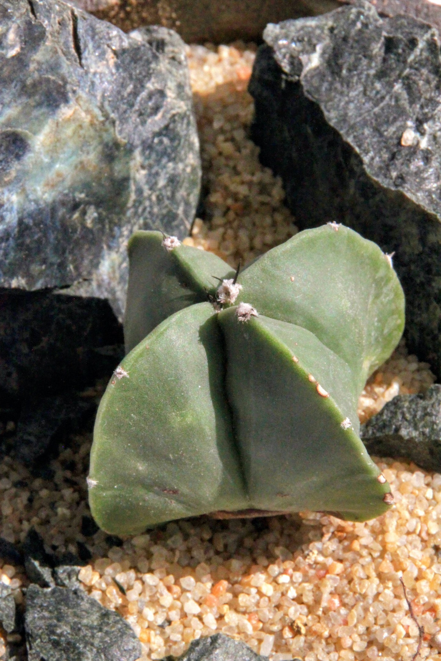 Astrophytum Myriostigma Rock Garden