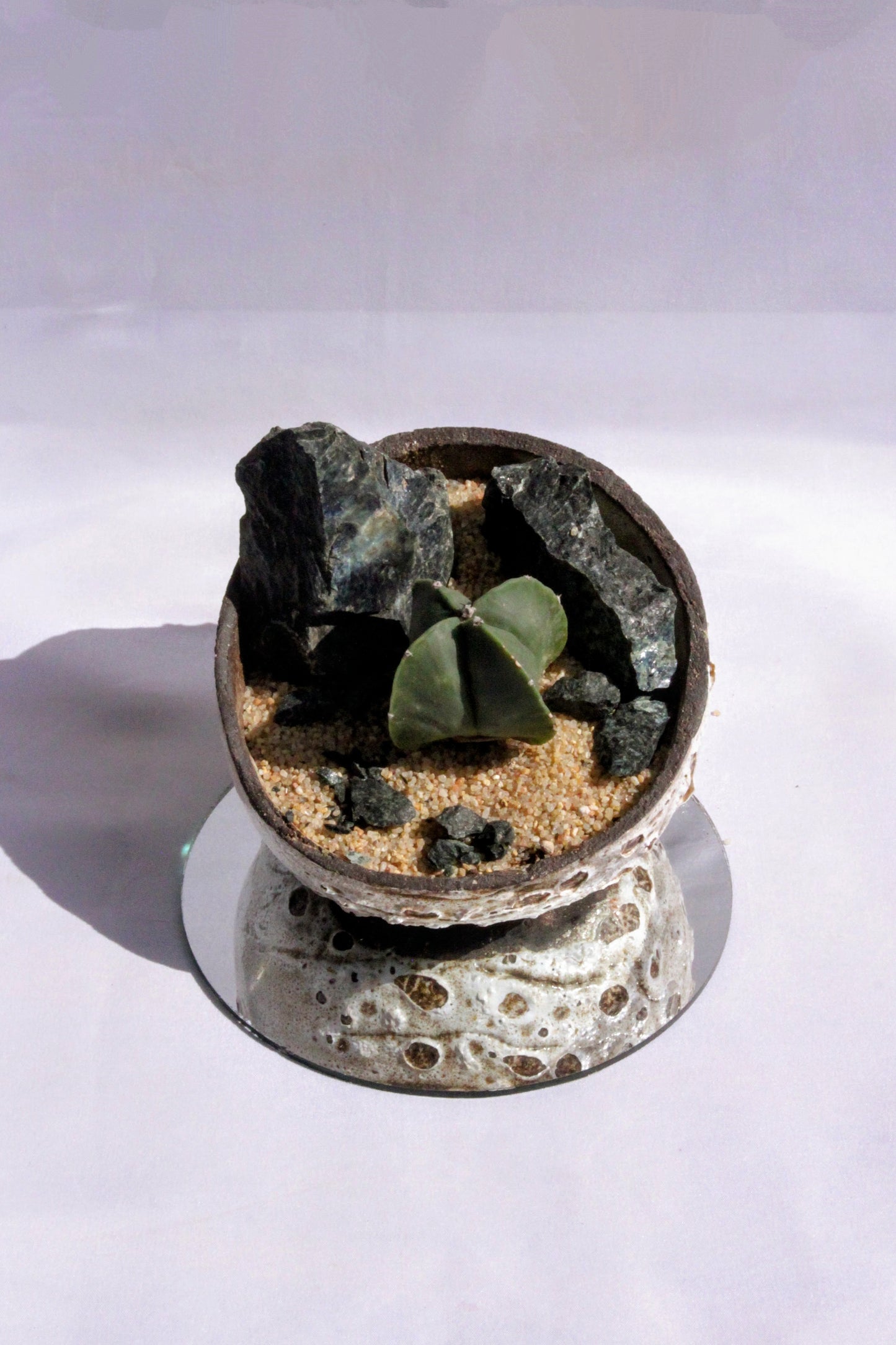 Astrophytum Myriostigma Rock Garden
