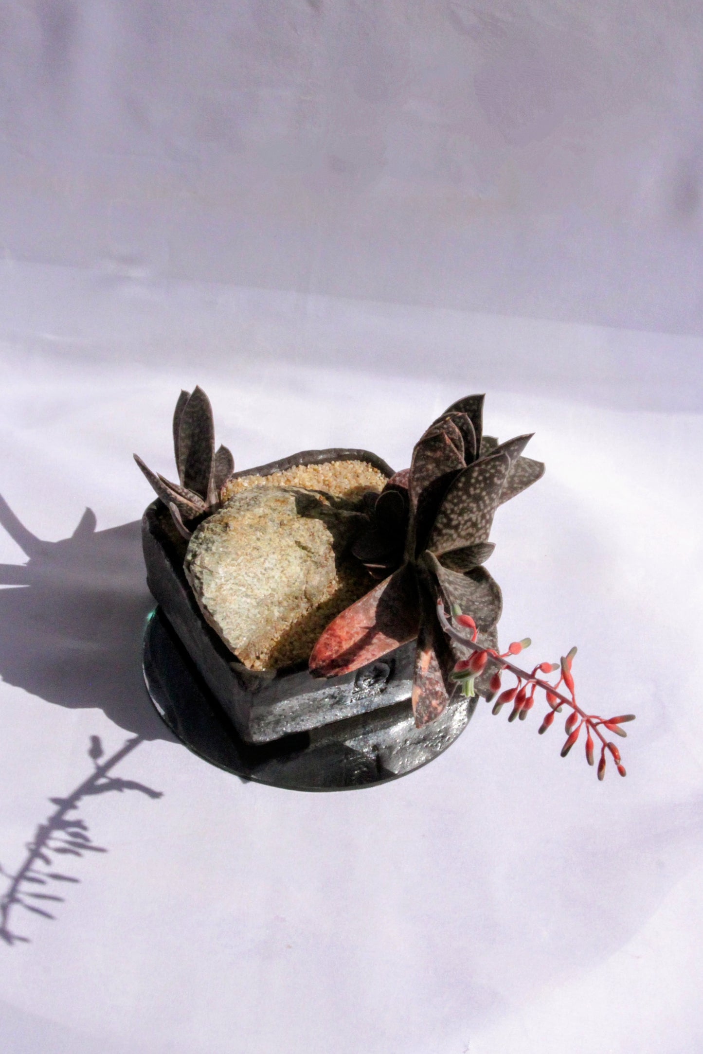 Gasteria Rock Garden