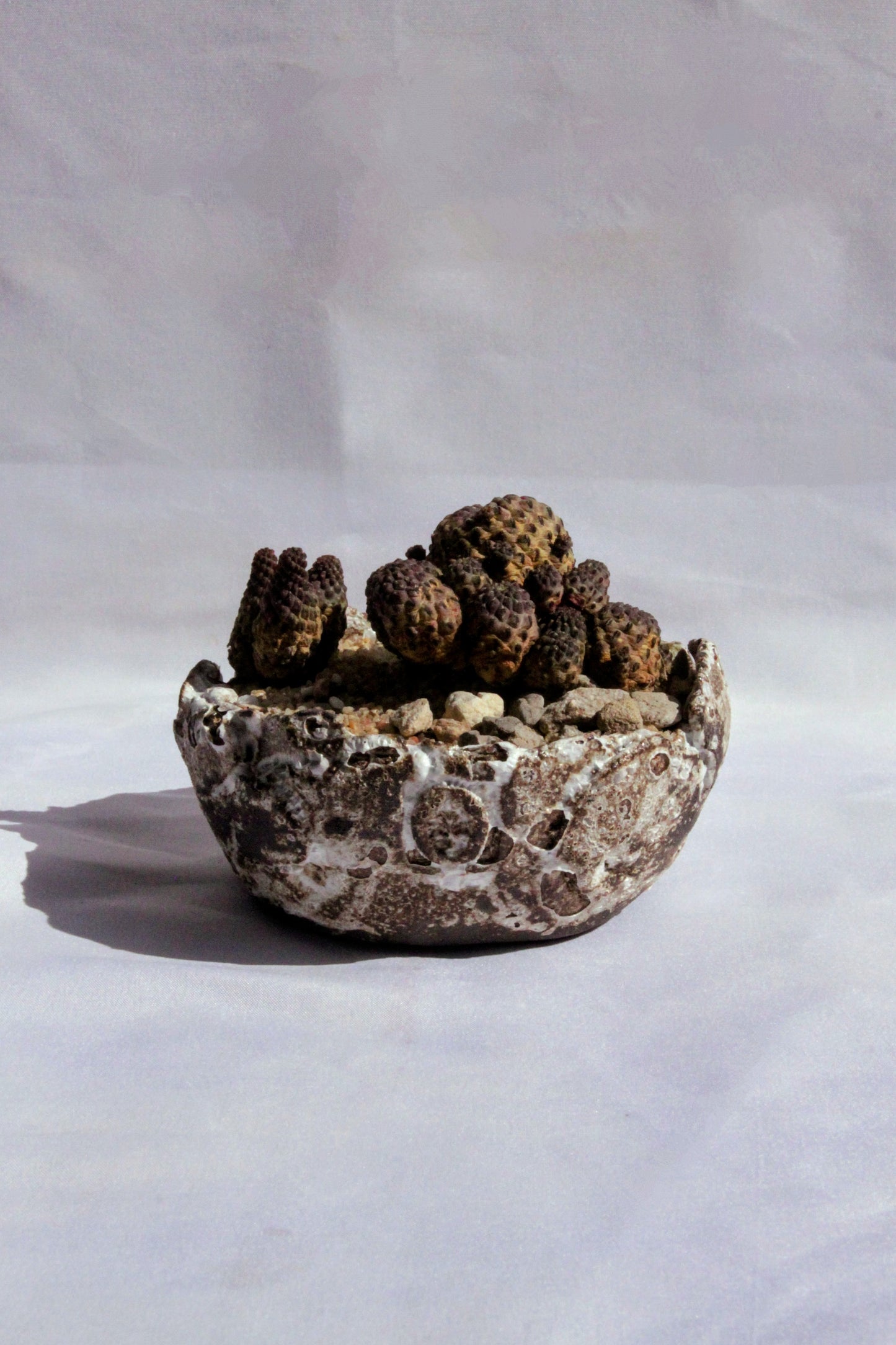 Sulcorebutia Rauschii