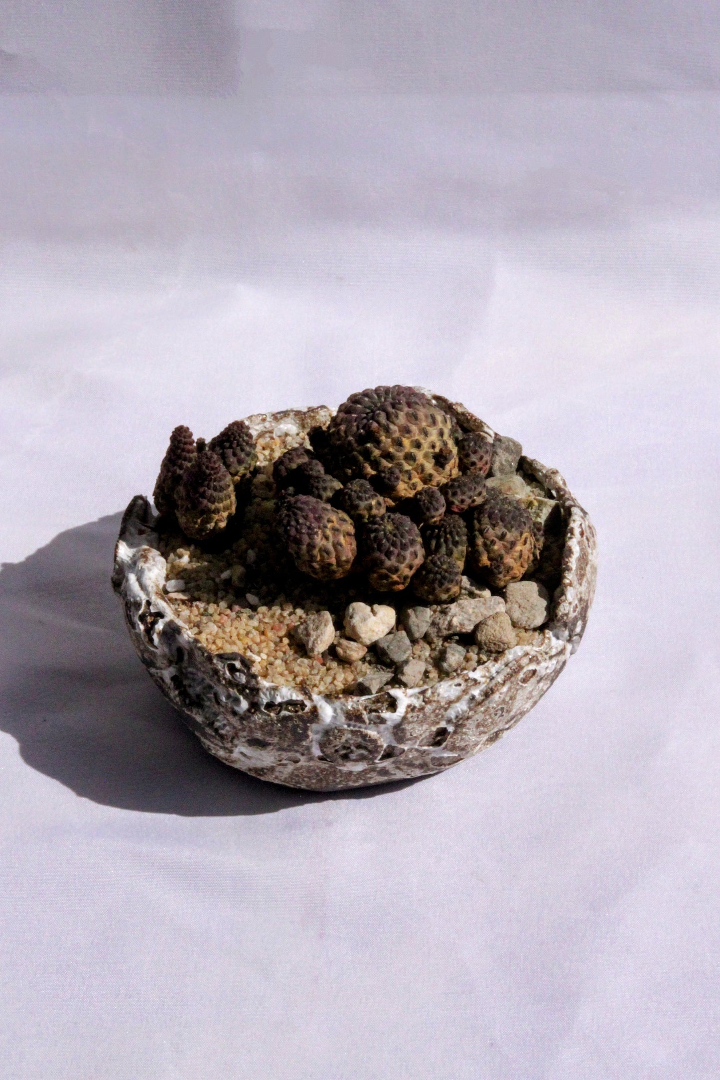 Sulcorebutia Rauschii