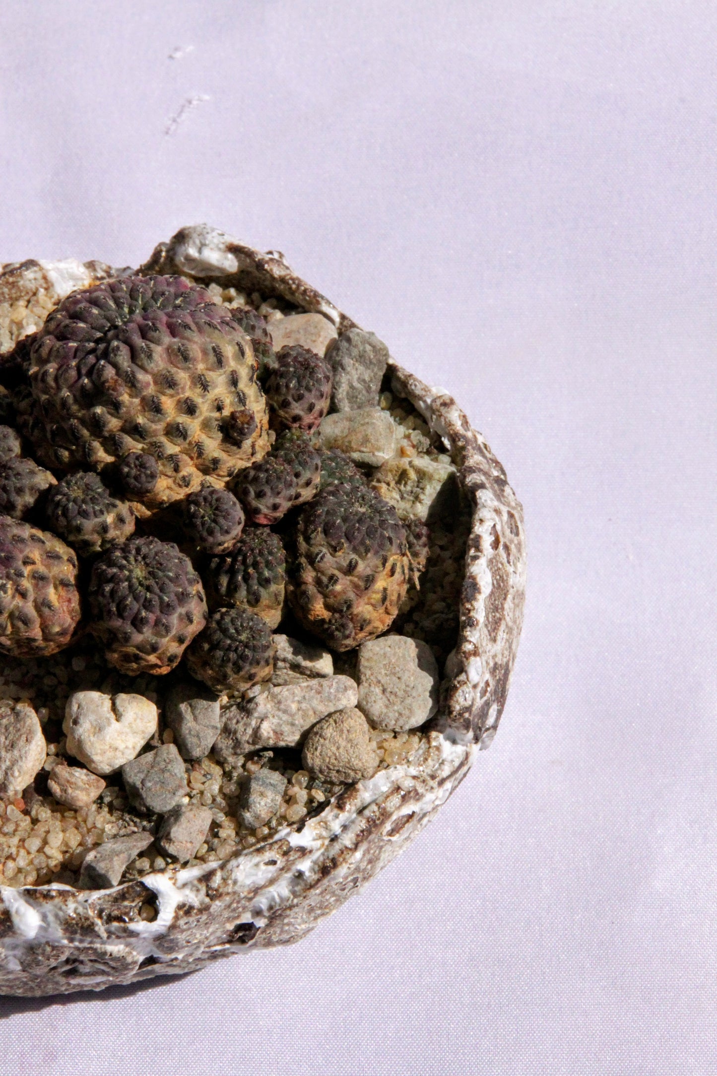 Sulcorebutia Rauschii