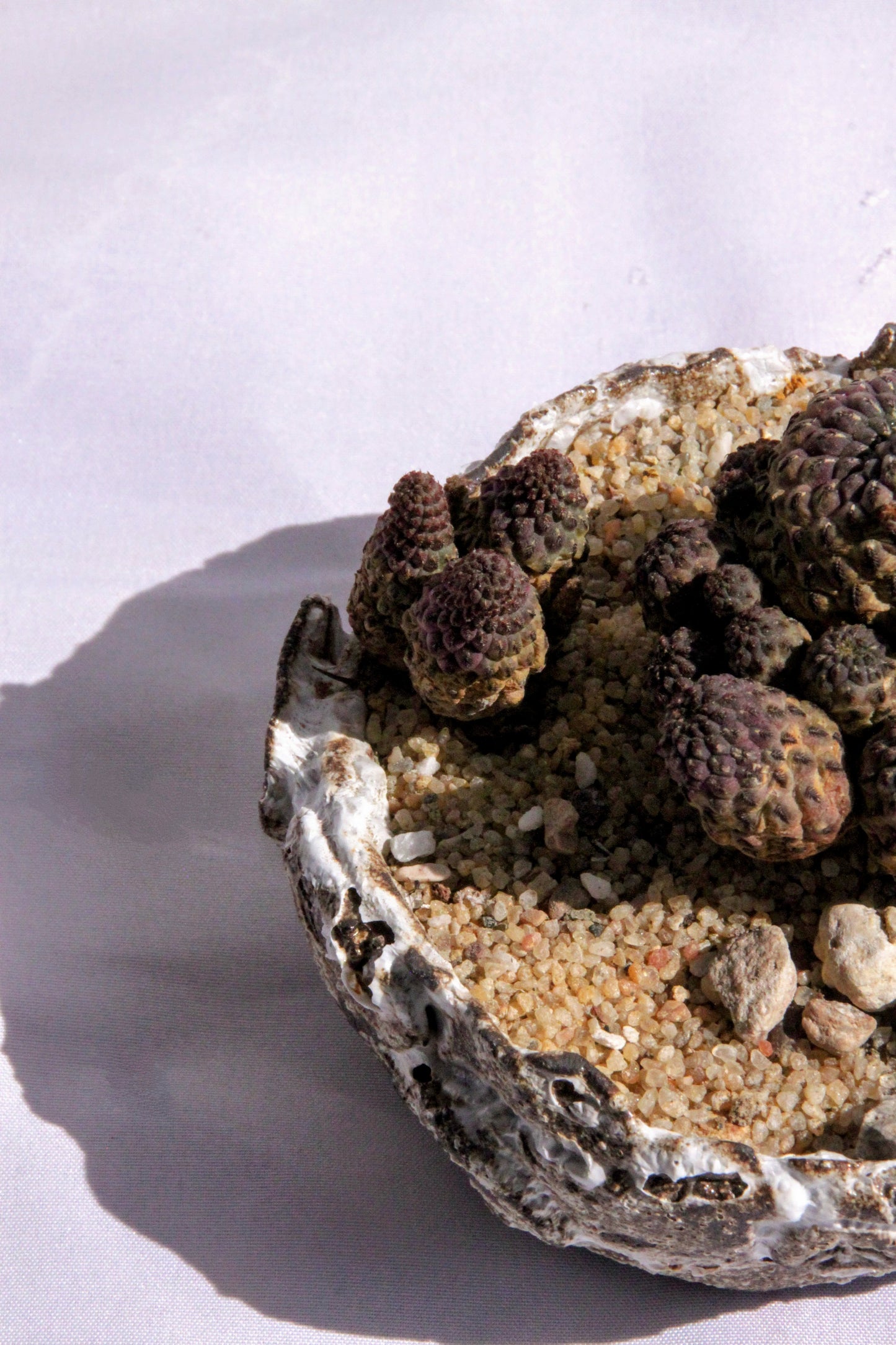 Sulcorebutia Rauschii
