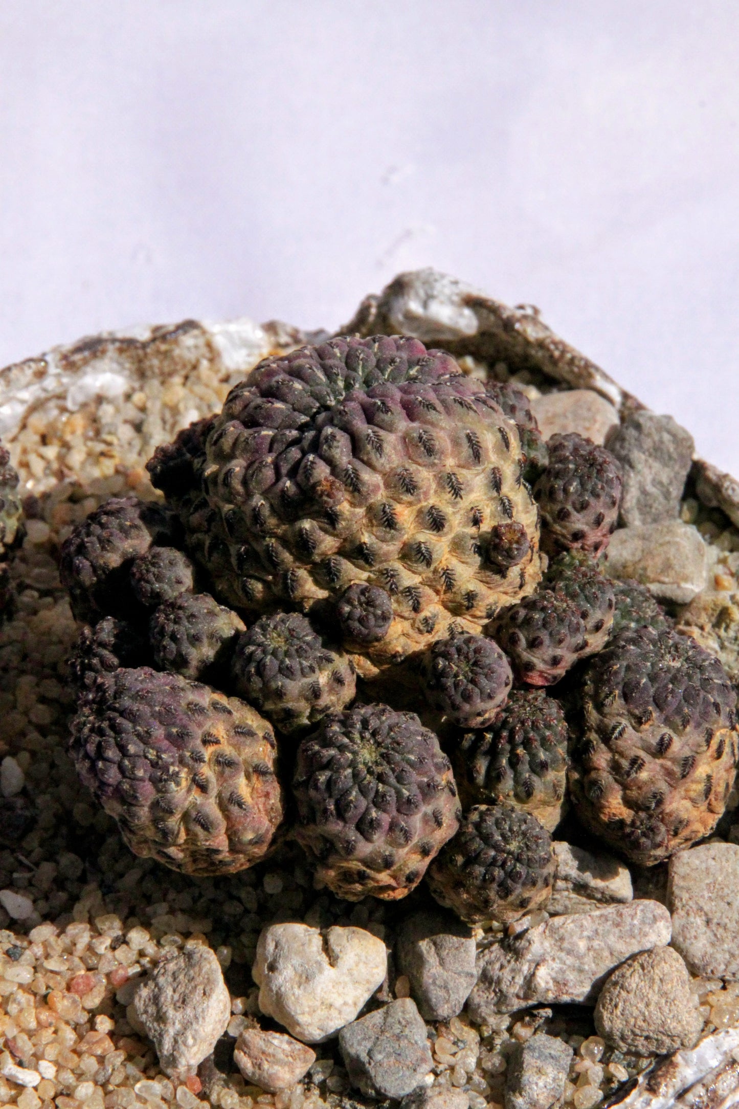 Sulcorebutia Rauschii