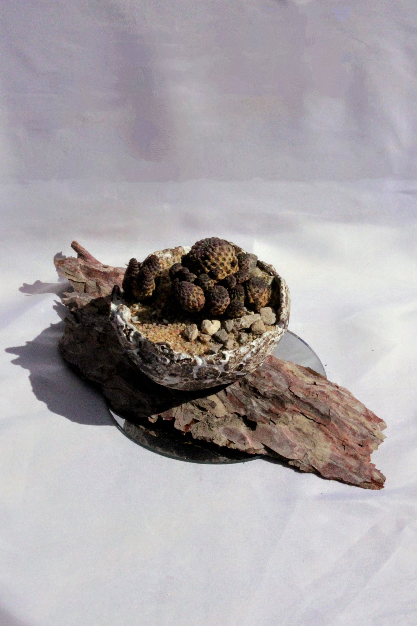 Sulcorebutia Rauschii
