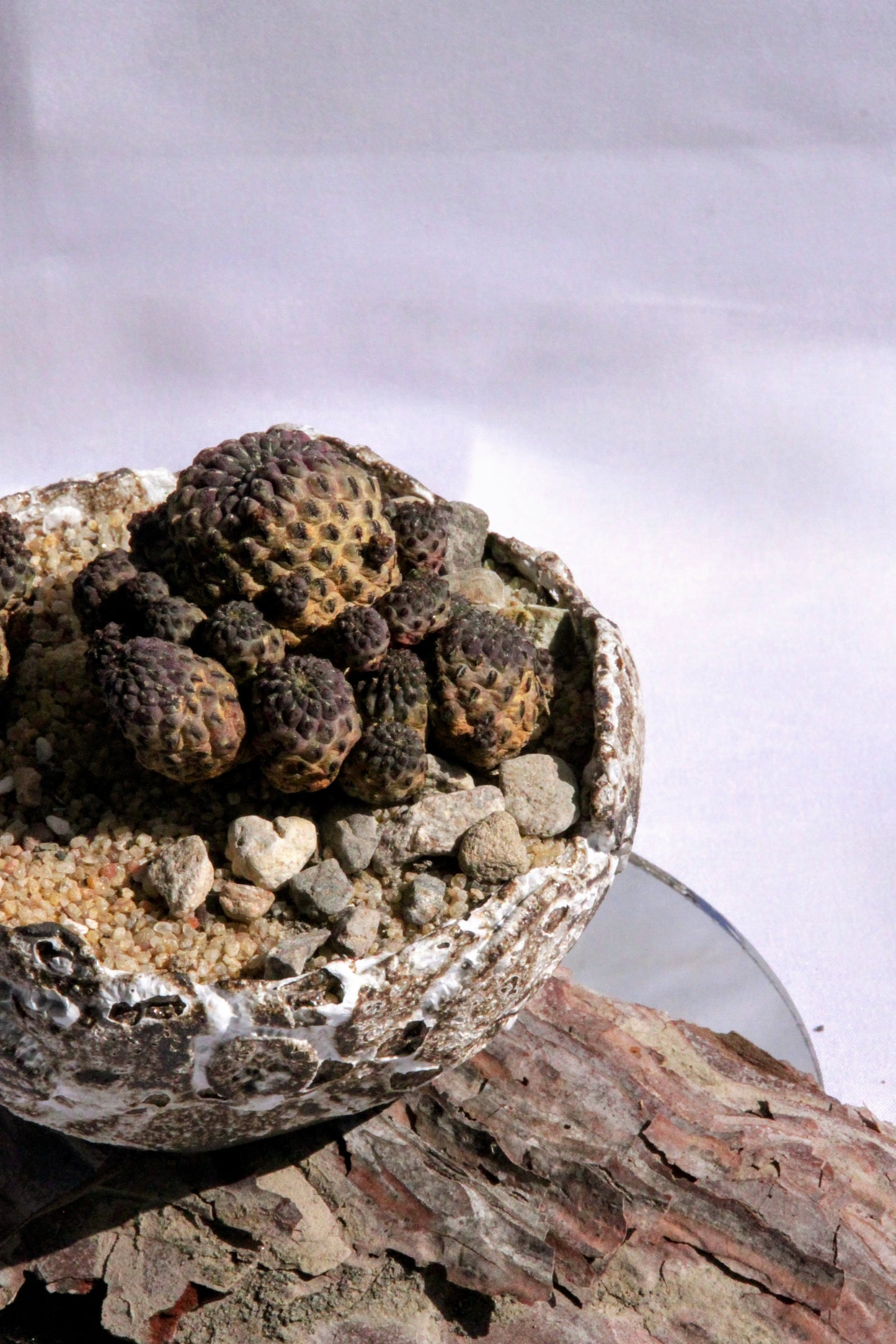 Sulcorebutia Rauschii