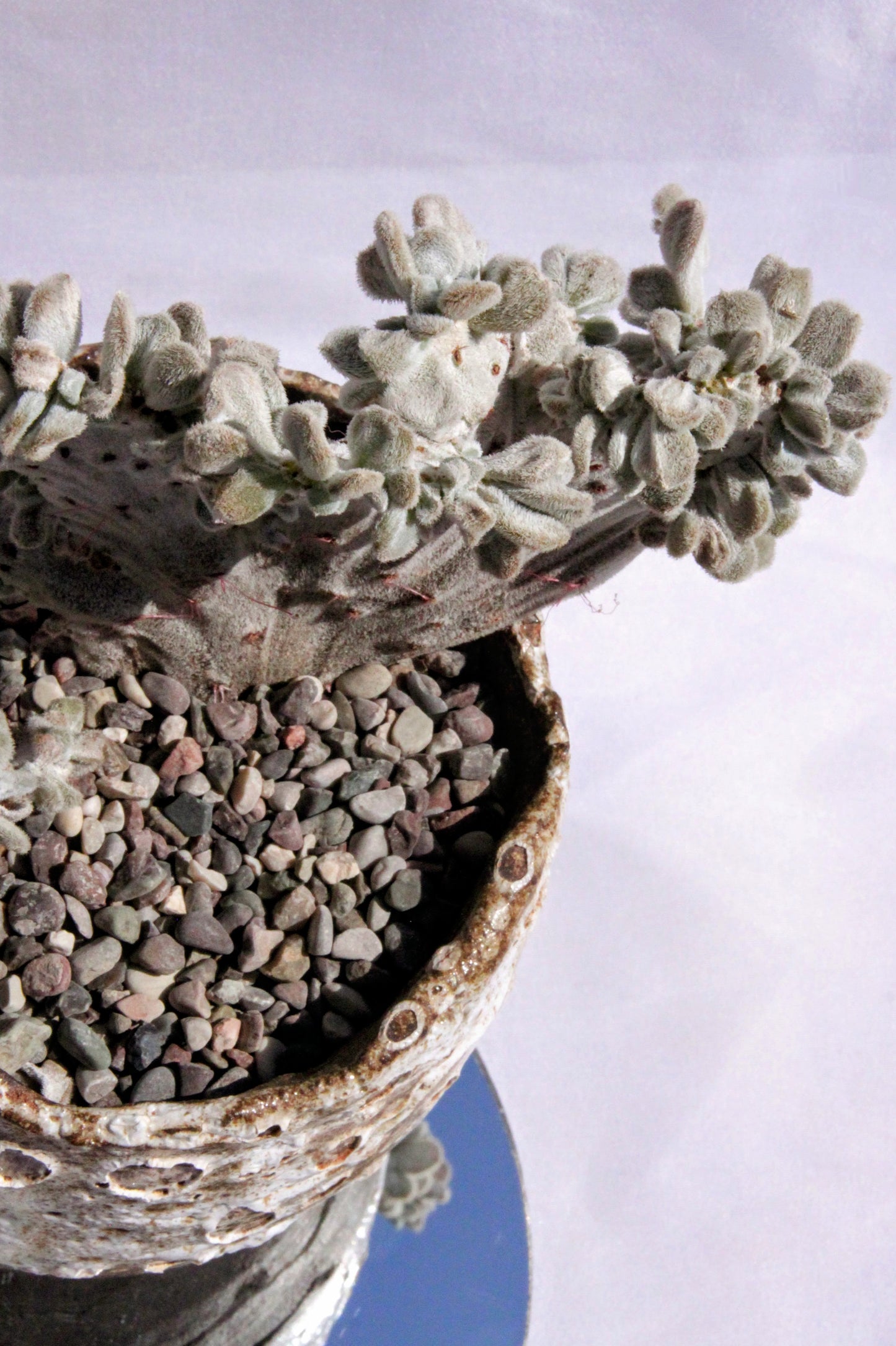 Echeveria Frosty Cristata