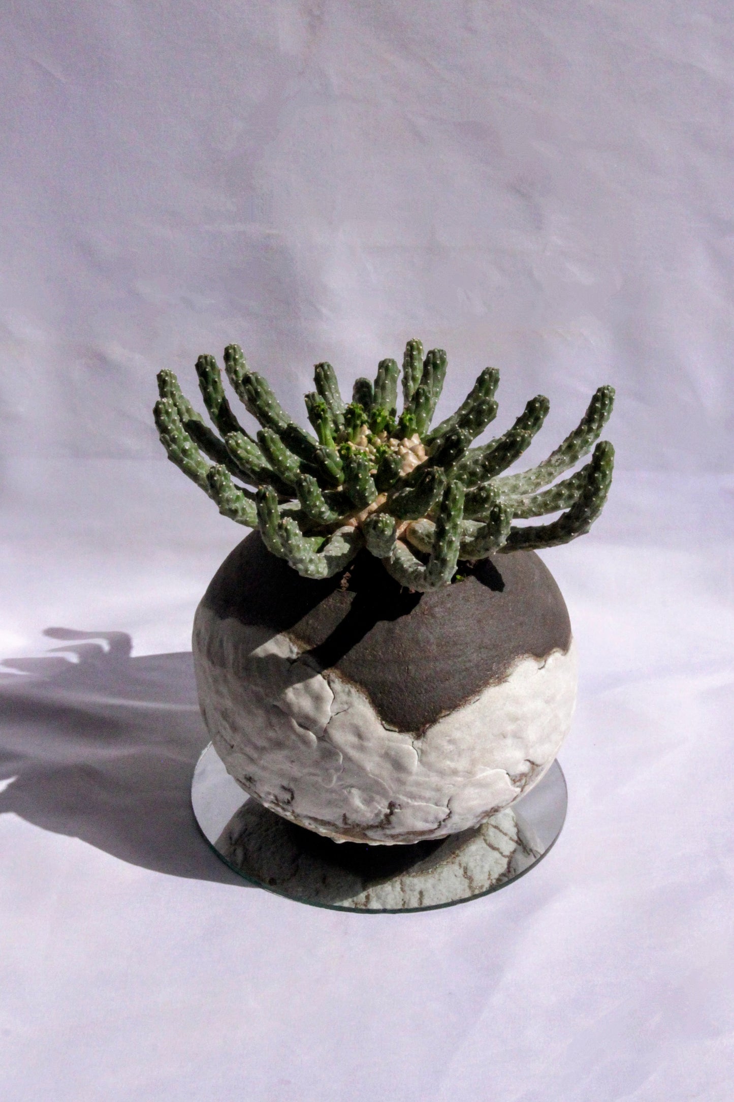 Euphorbia Inermis