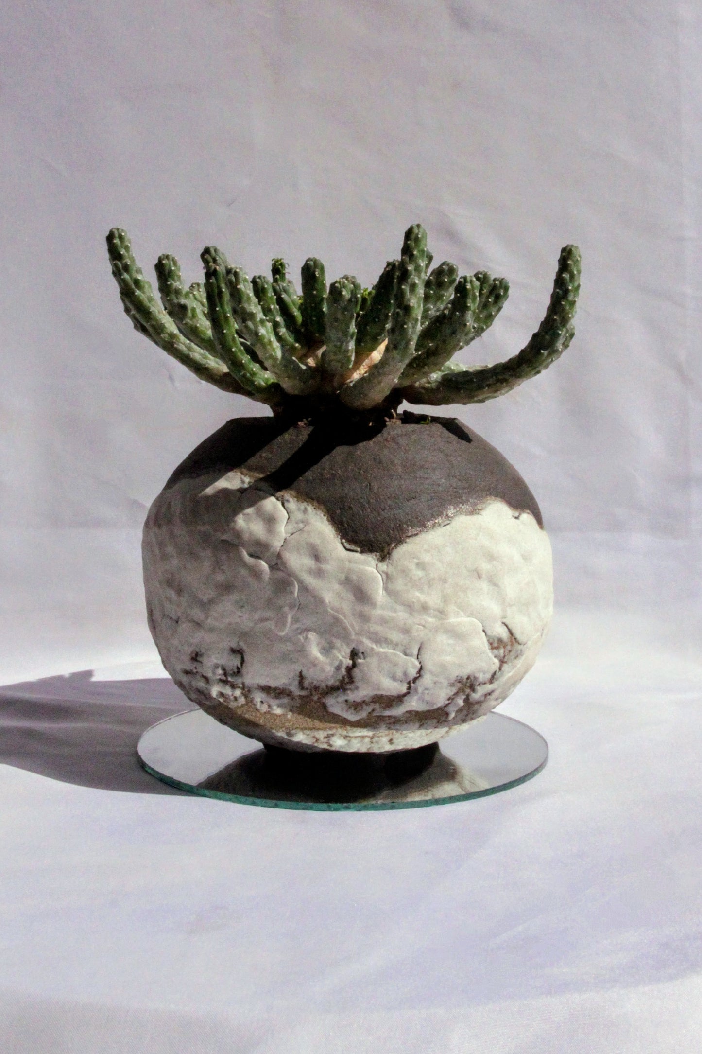 Euphorbia Inermis
