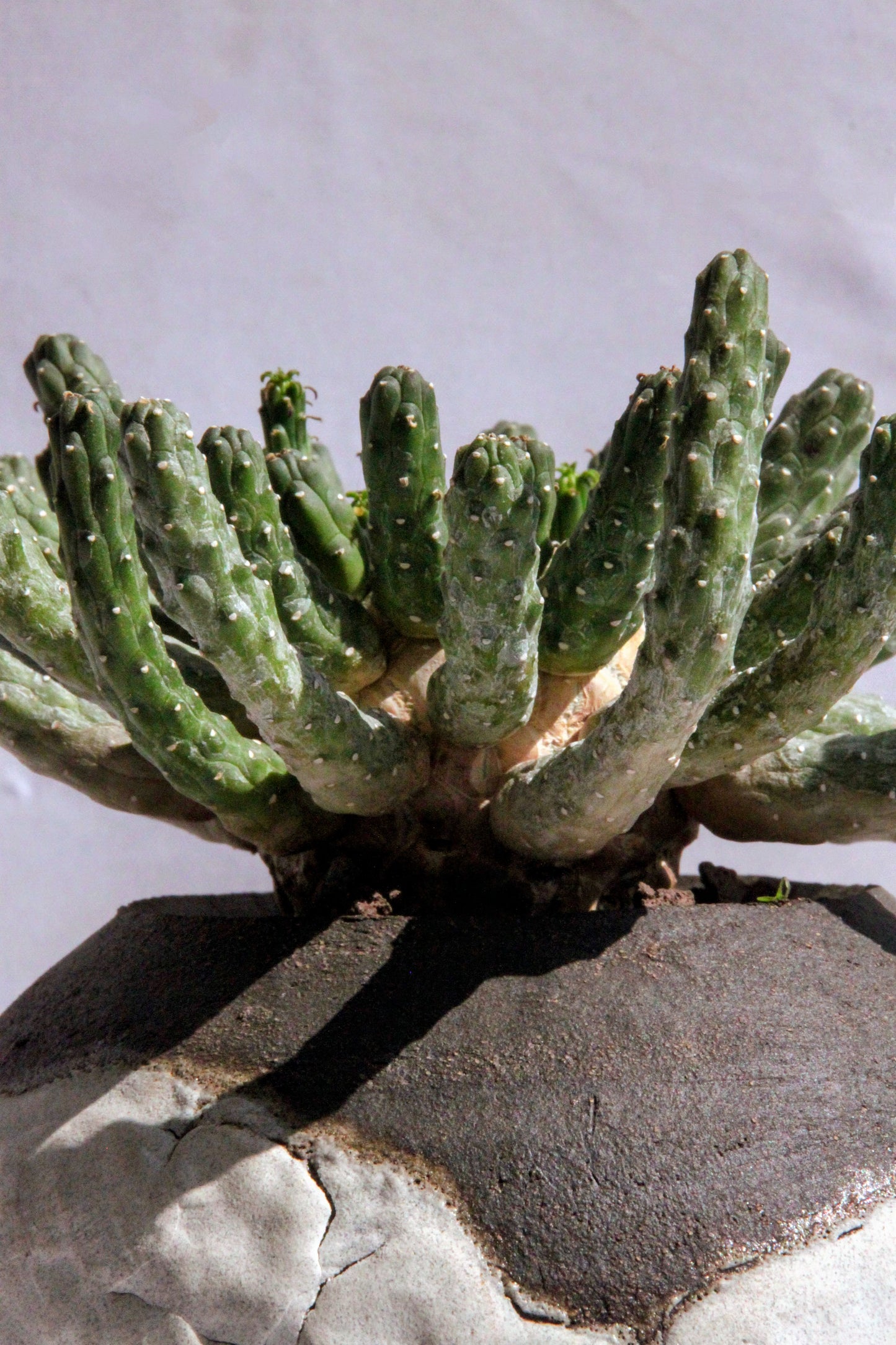 Euphorbia Inermis