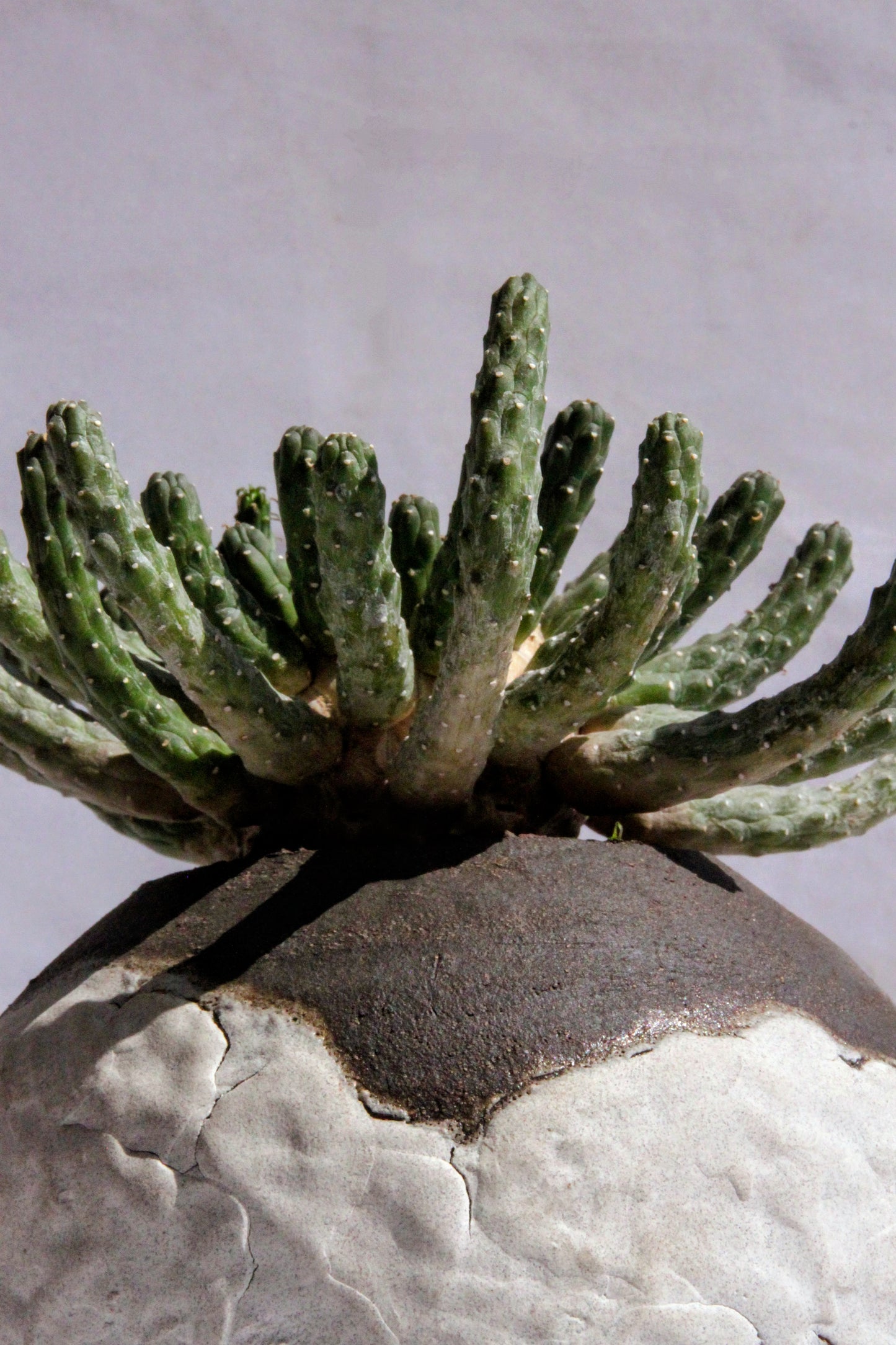Euphorbia Inermis