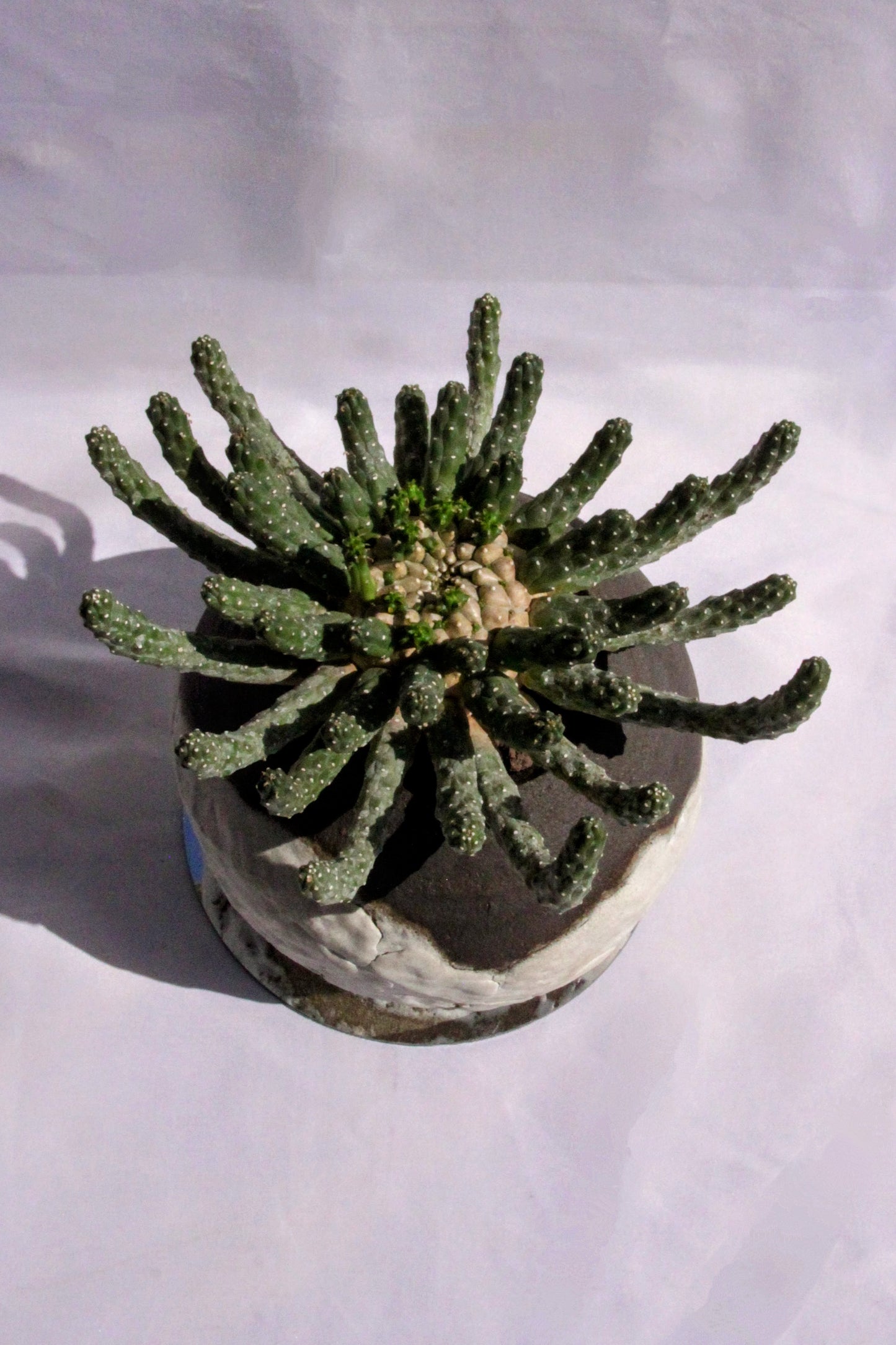 Euphorbia Inermis