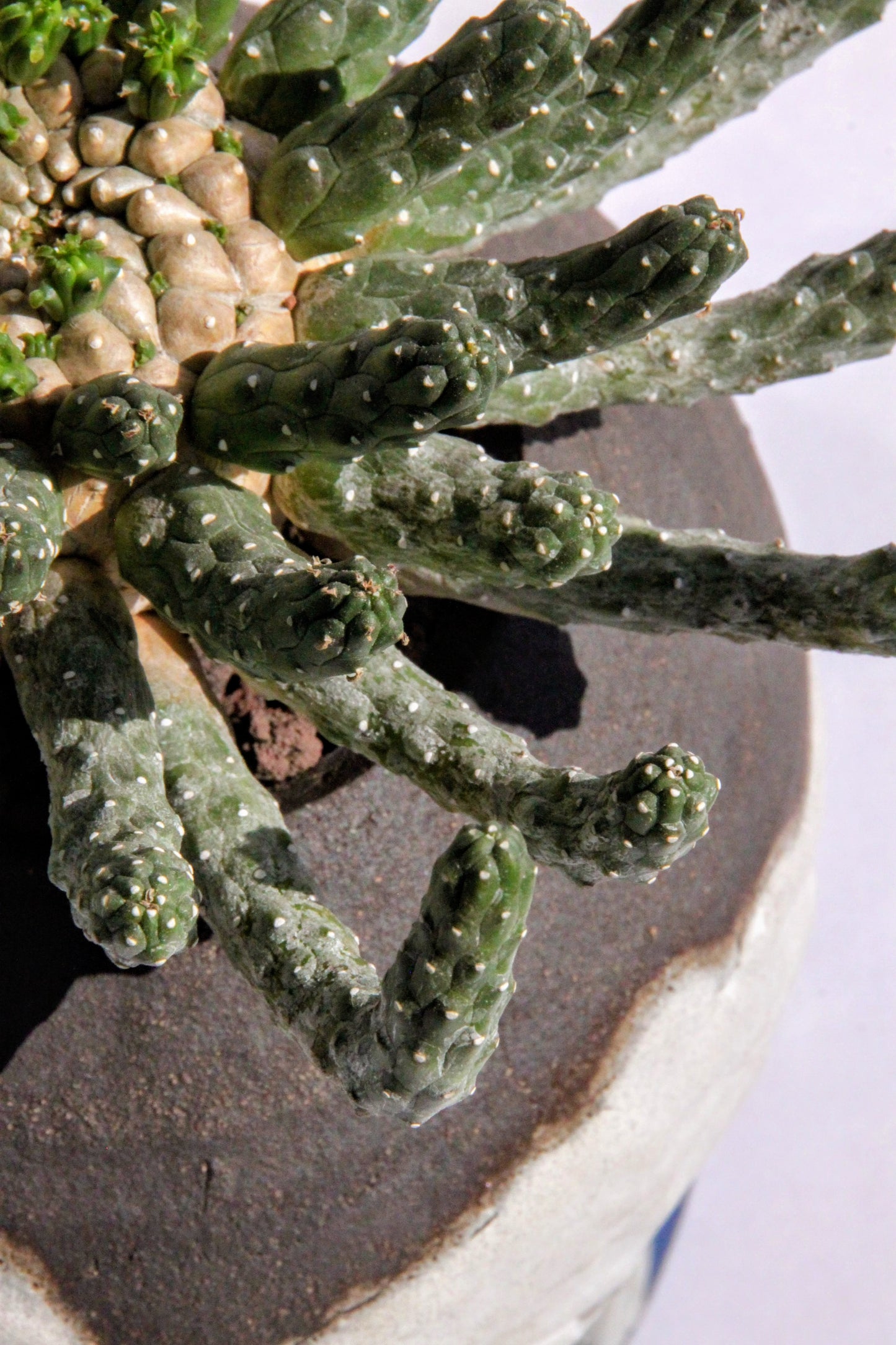 Euphorbia Inermis