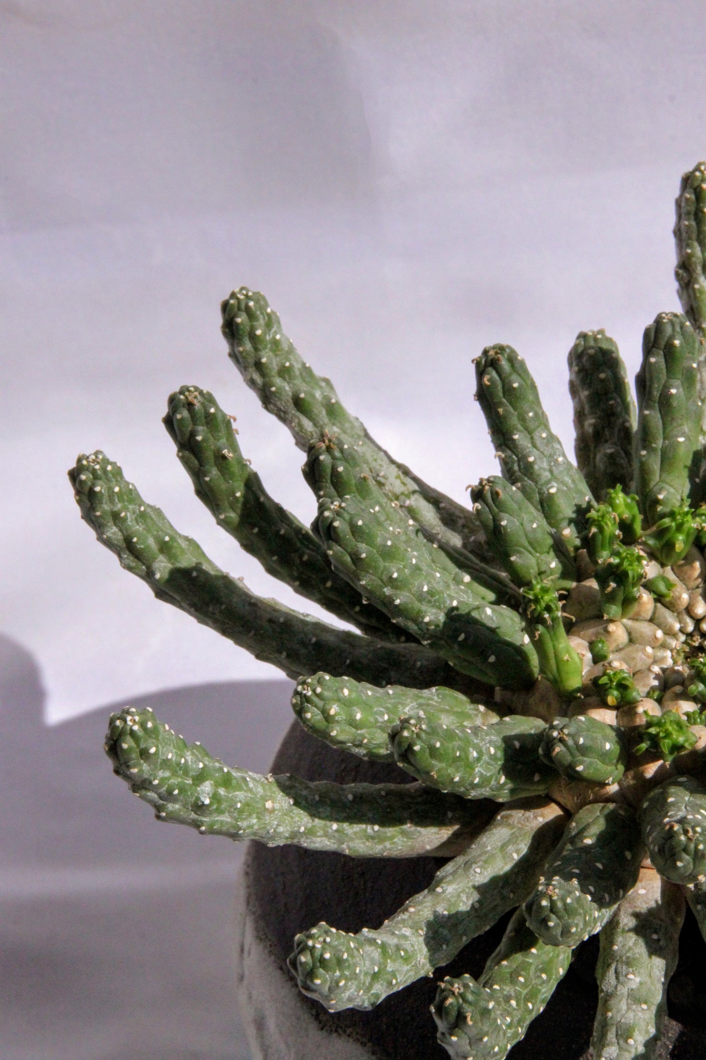 Euphorbia Inermis