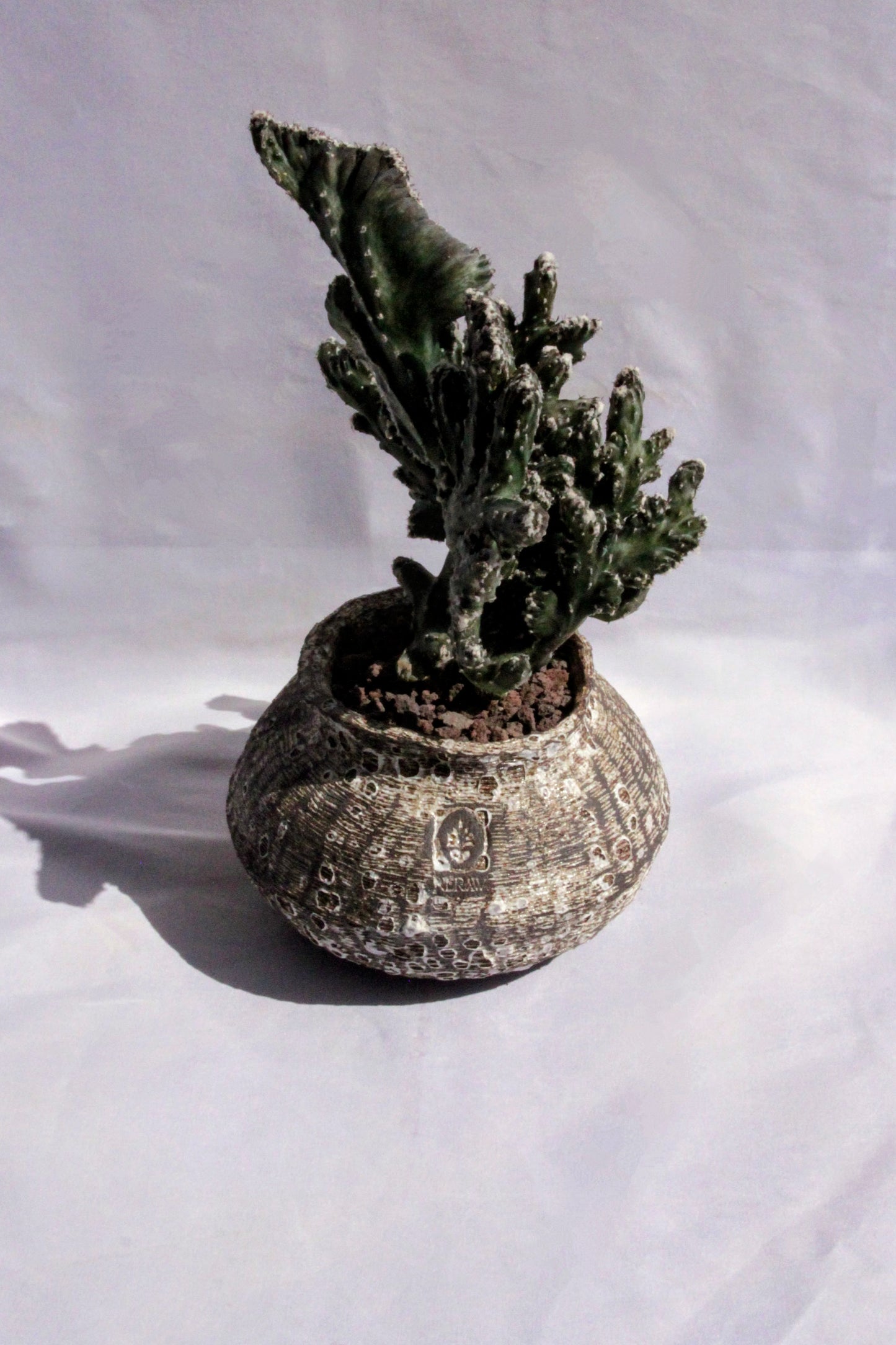 Monvillea Spegazzinii Cristata