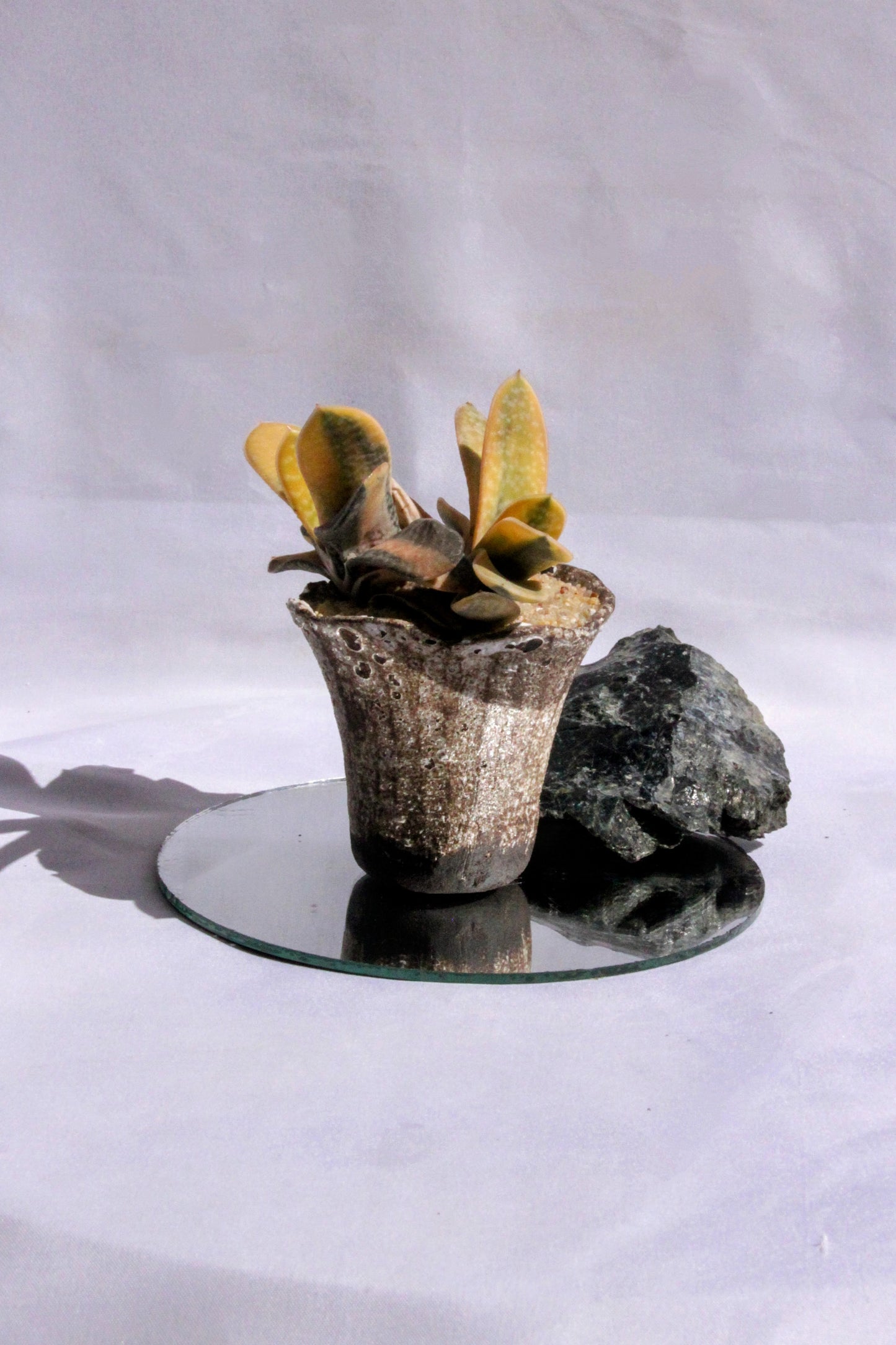 Gasteria Variegata