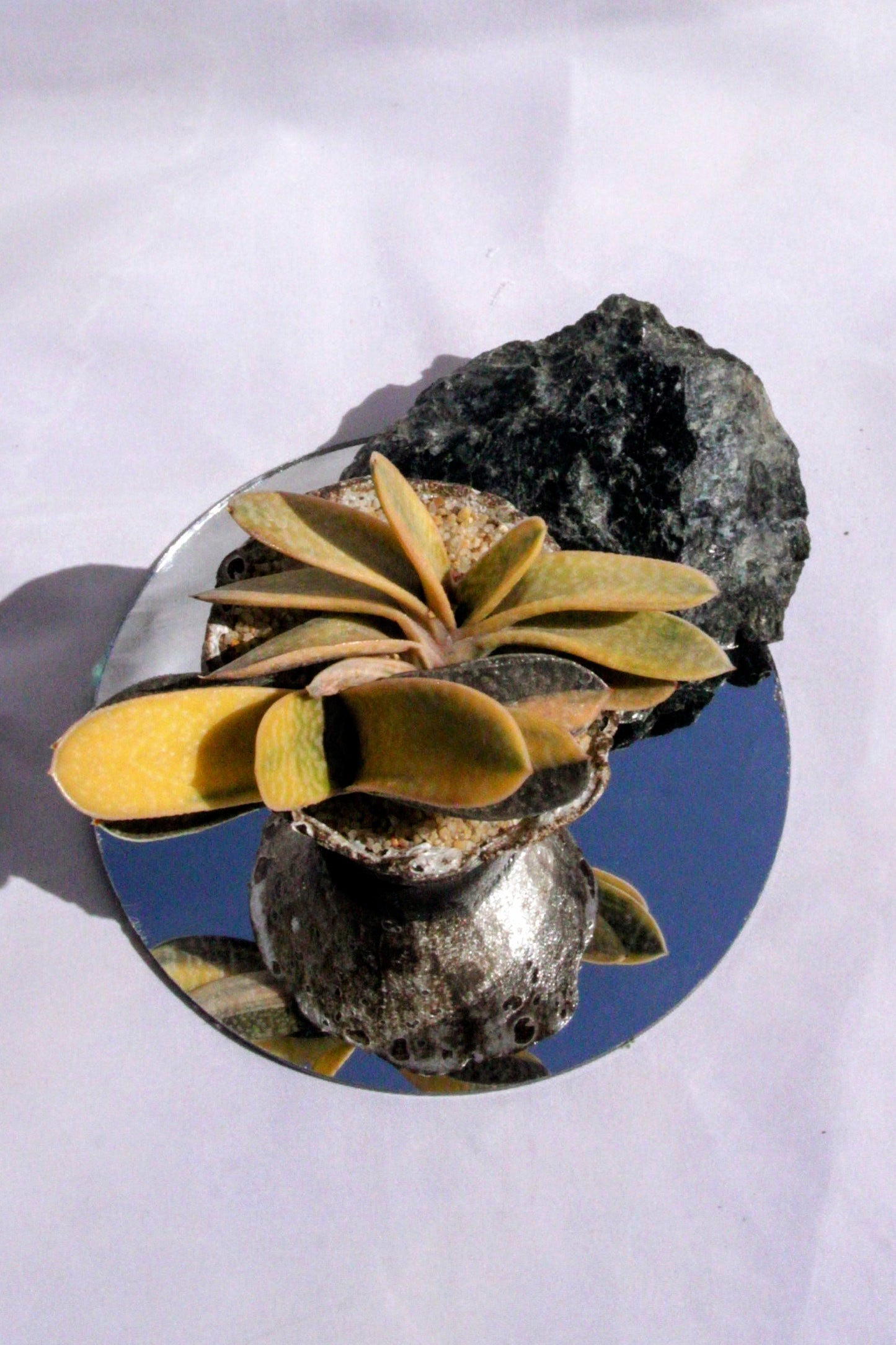 Gasteria Variegata