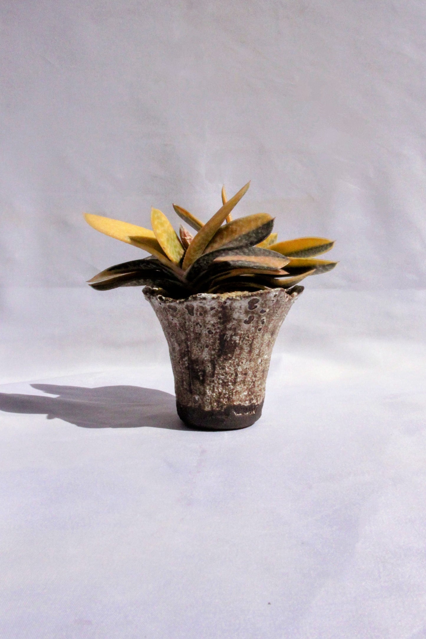 Gasteria Variegata