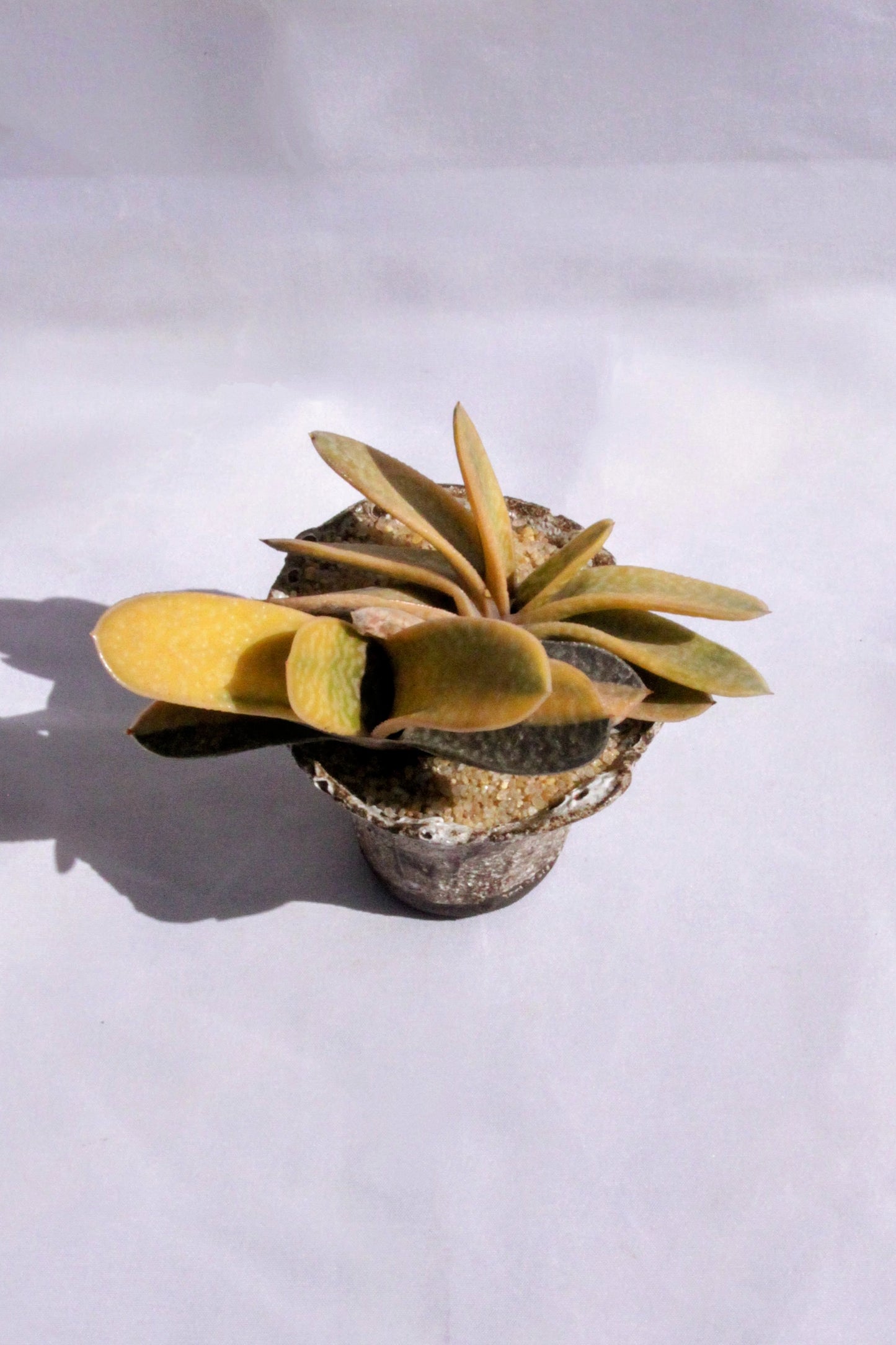 Gasteria Variegata