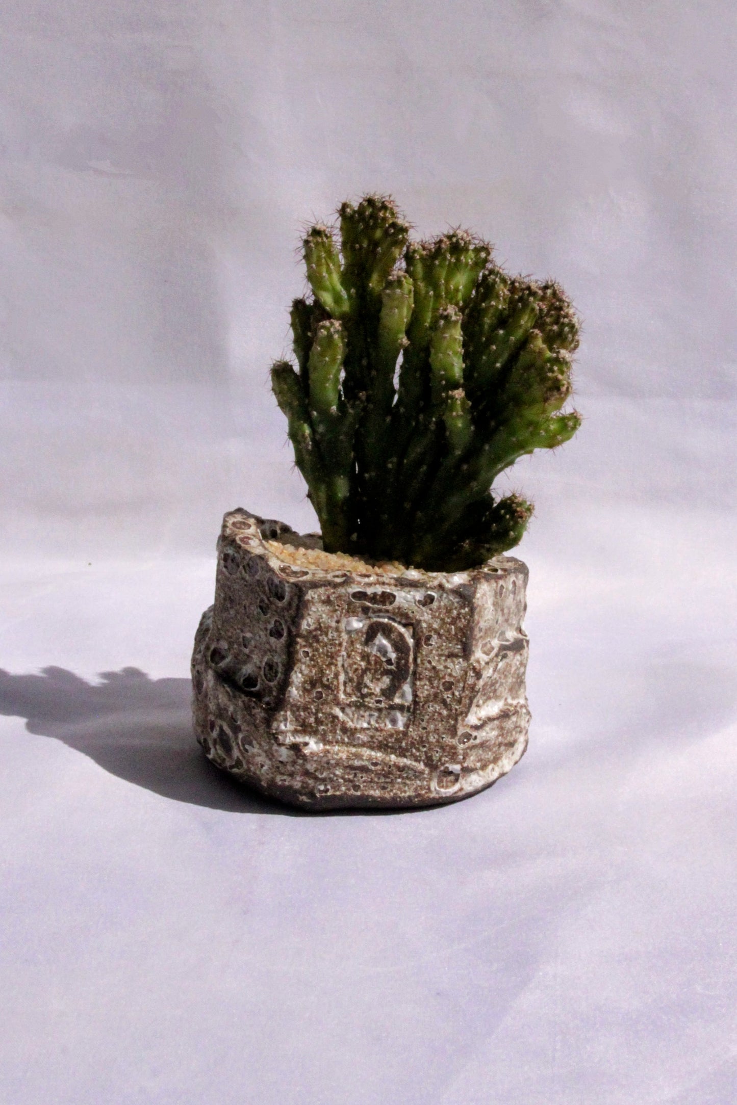 Cereus Peruvianus Monstrosus