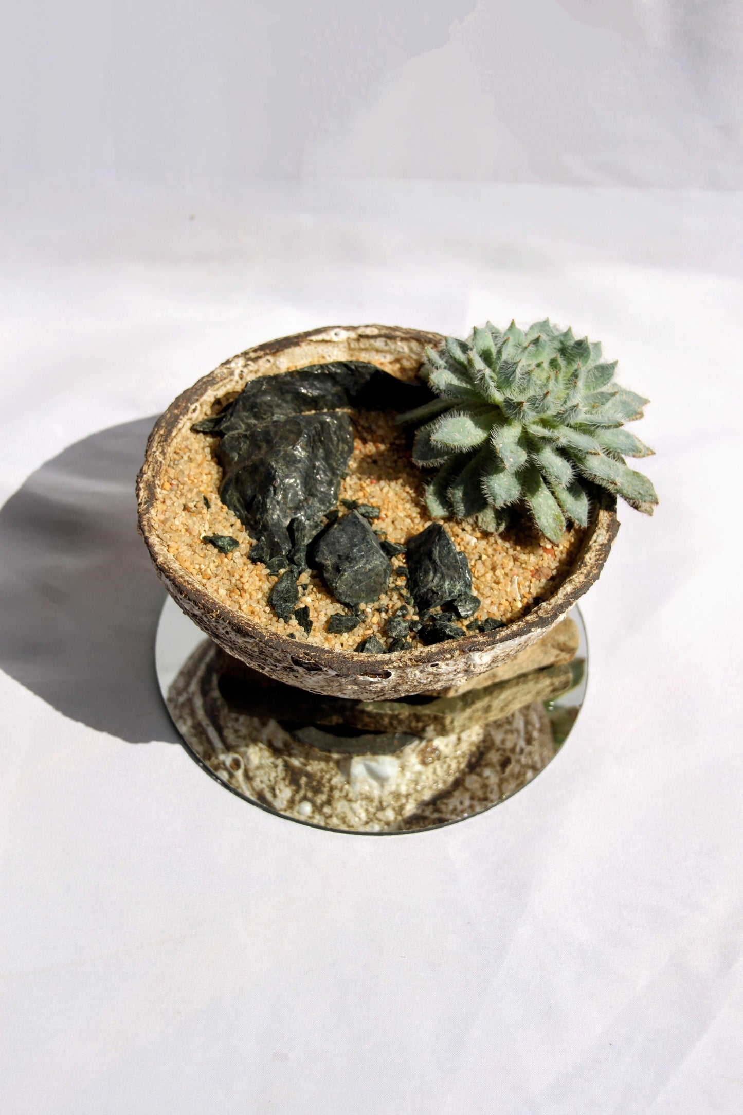 Echeveria Setosa Rock Garden