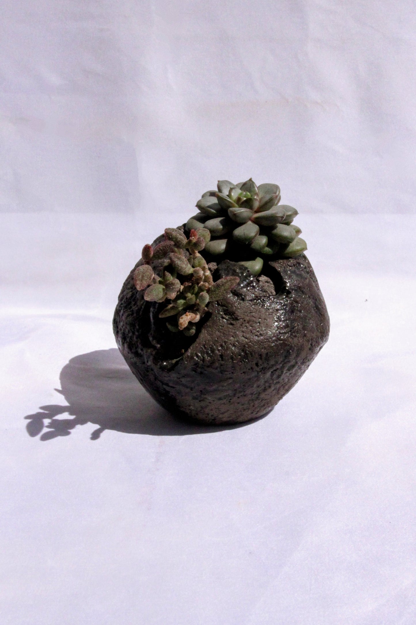 Pachyphytum Stone