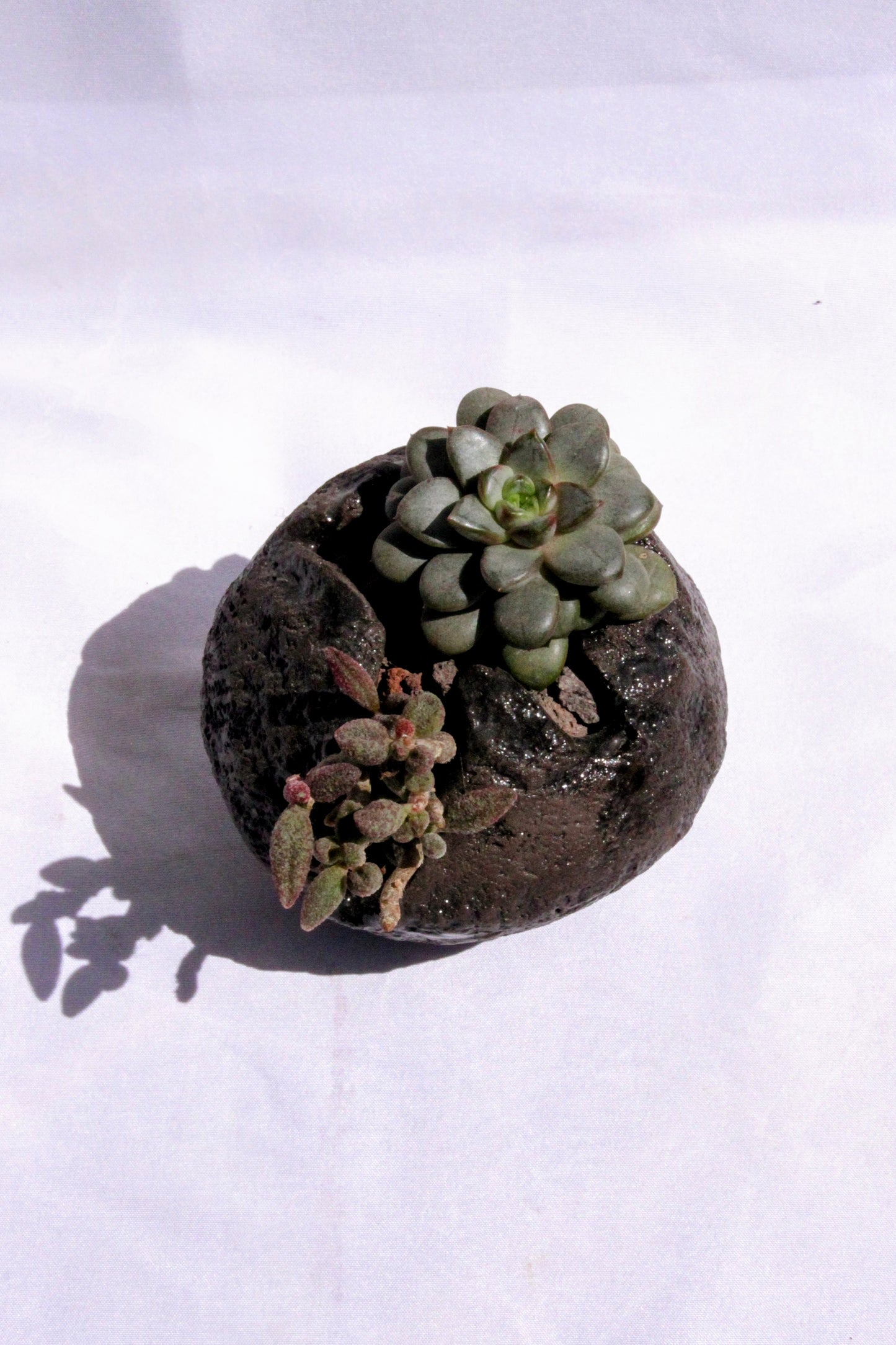 Pachyphytum Stone