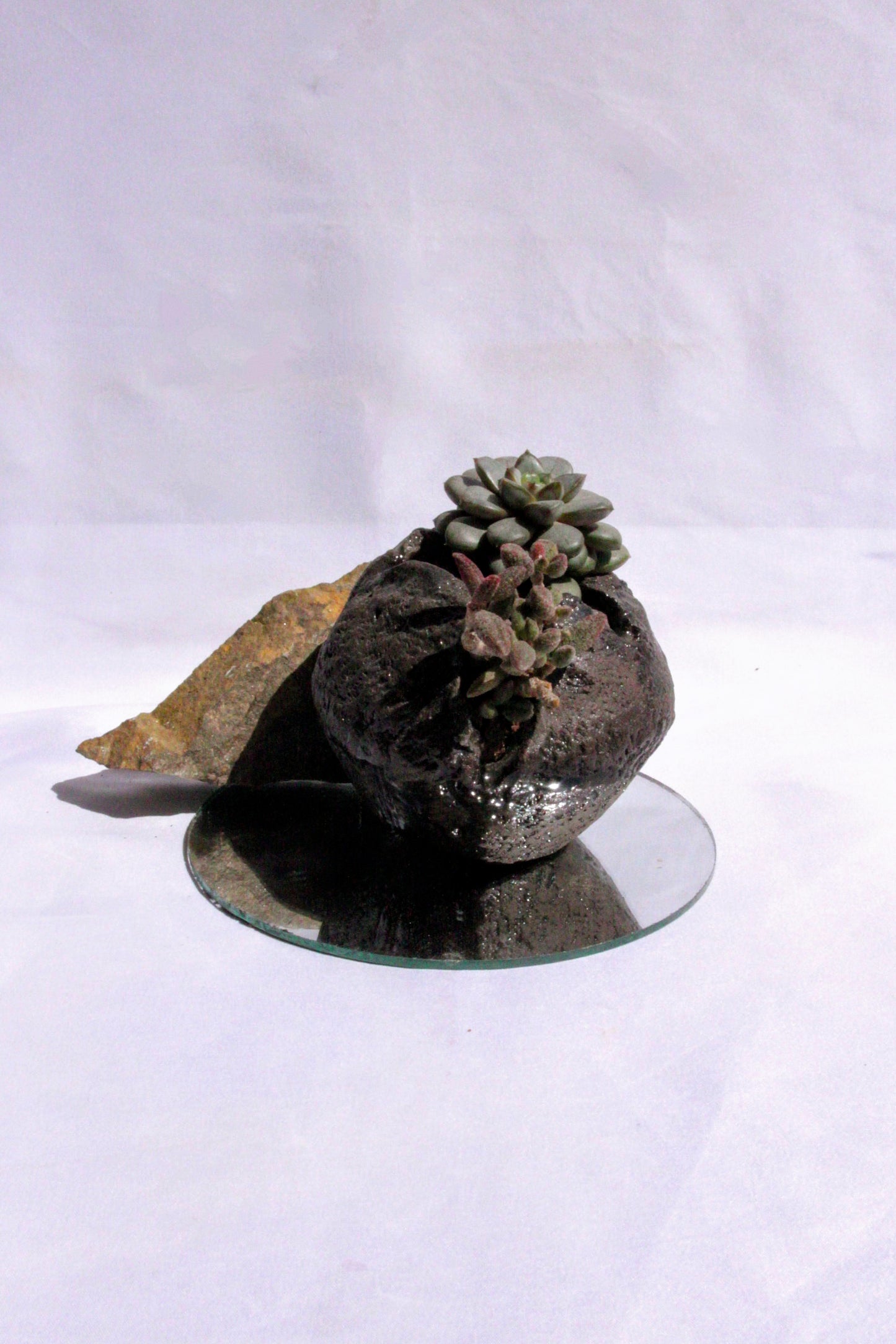 Pachyphytum Stone