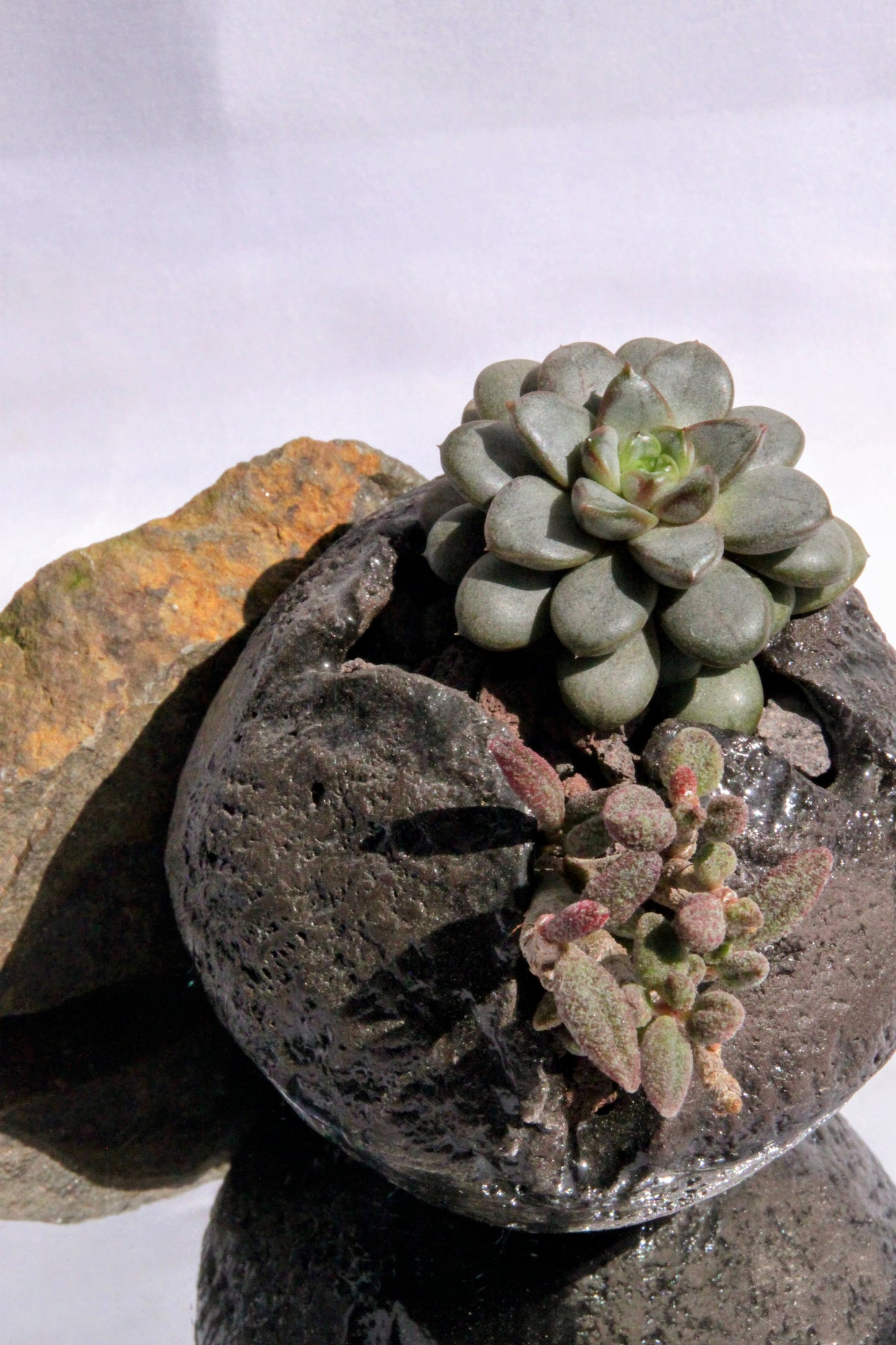 Pachyphytum Stone