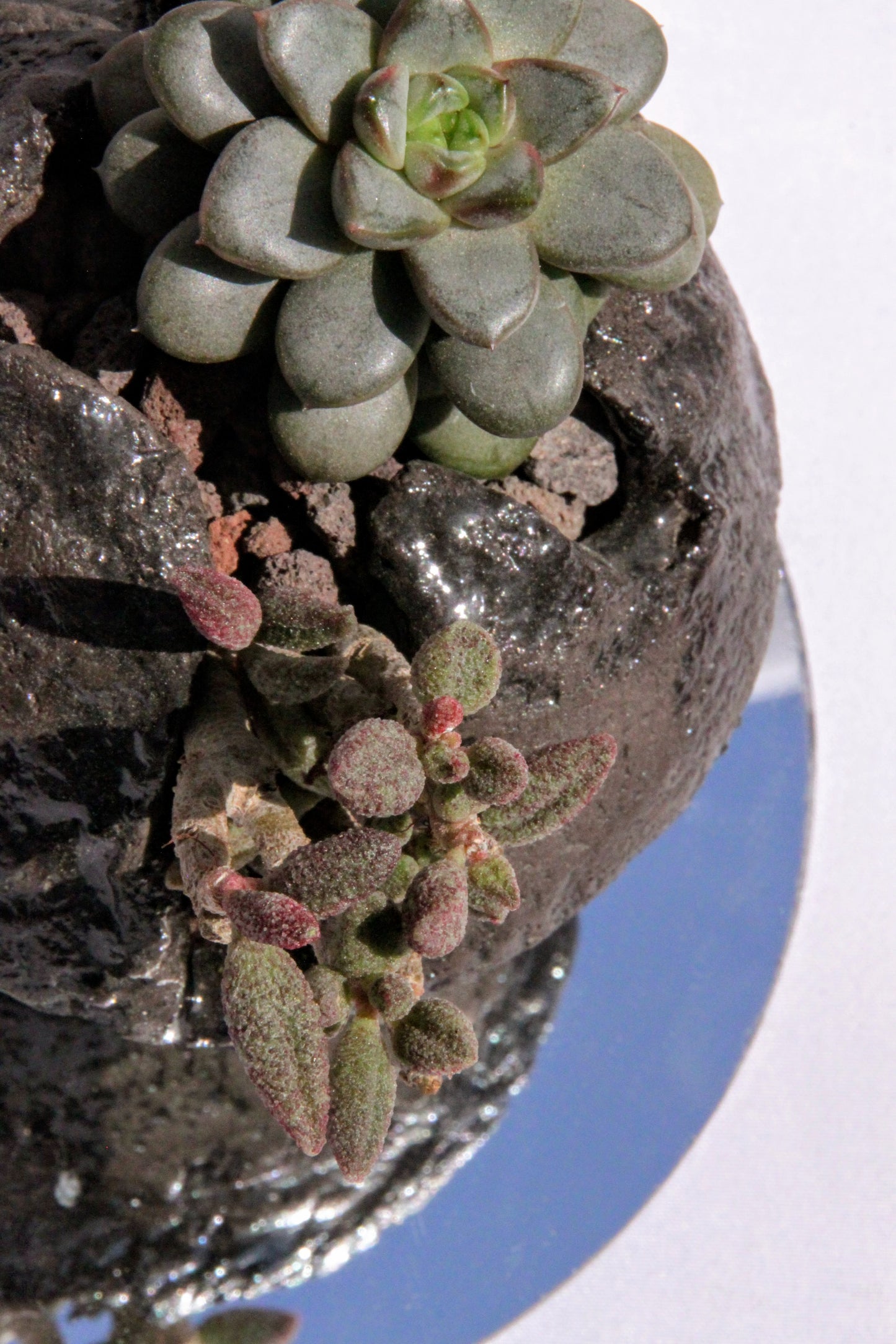 Pachyphytum Stone