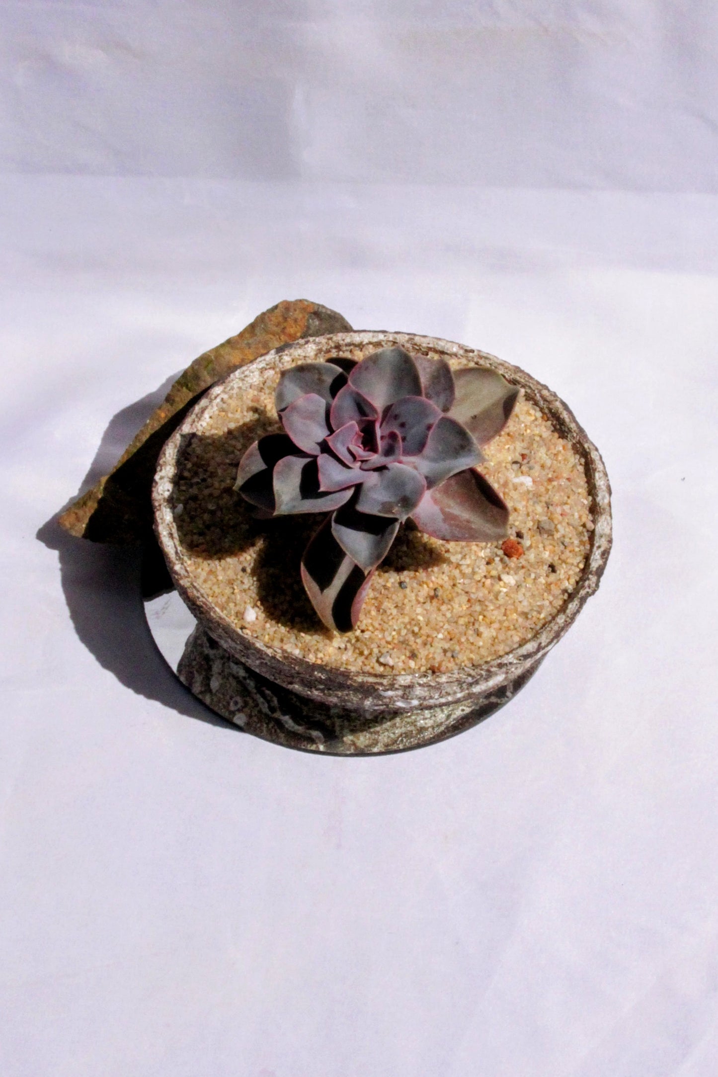 Echeveria Purple Pearl