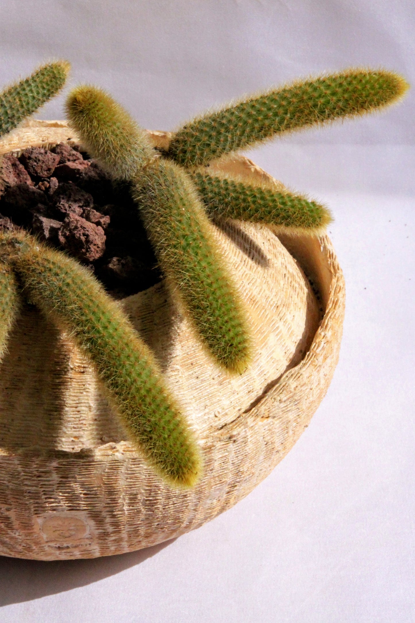Cleistocactus Winteri