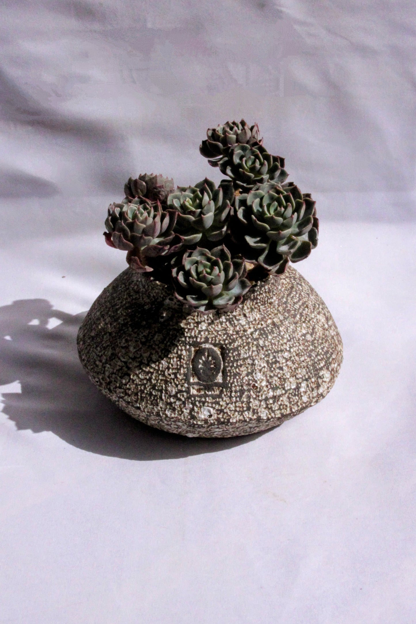 Echeveria Elegans Garden