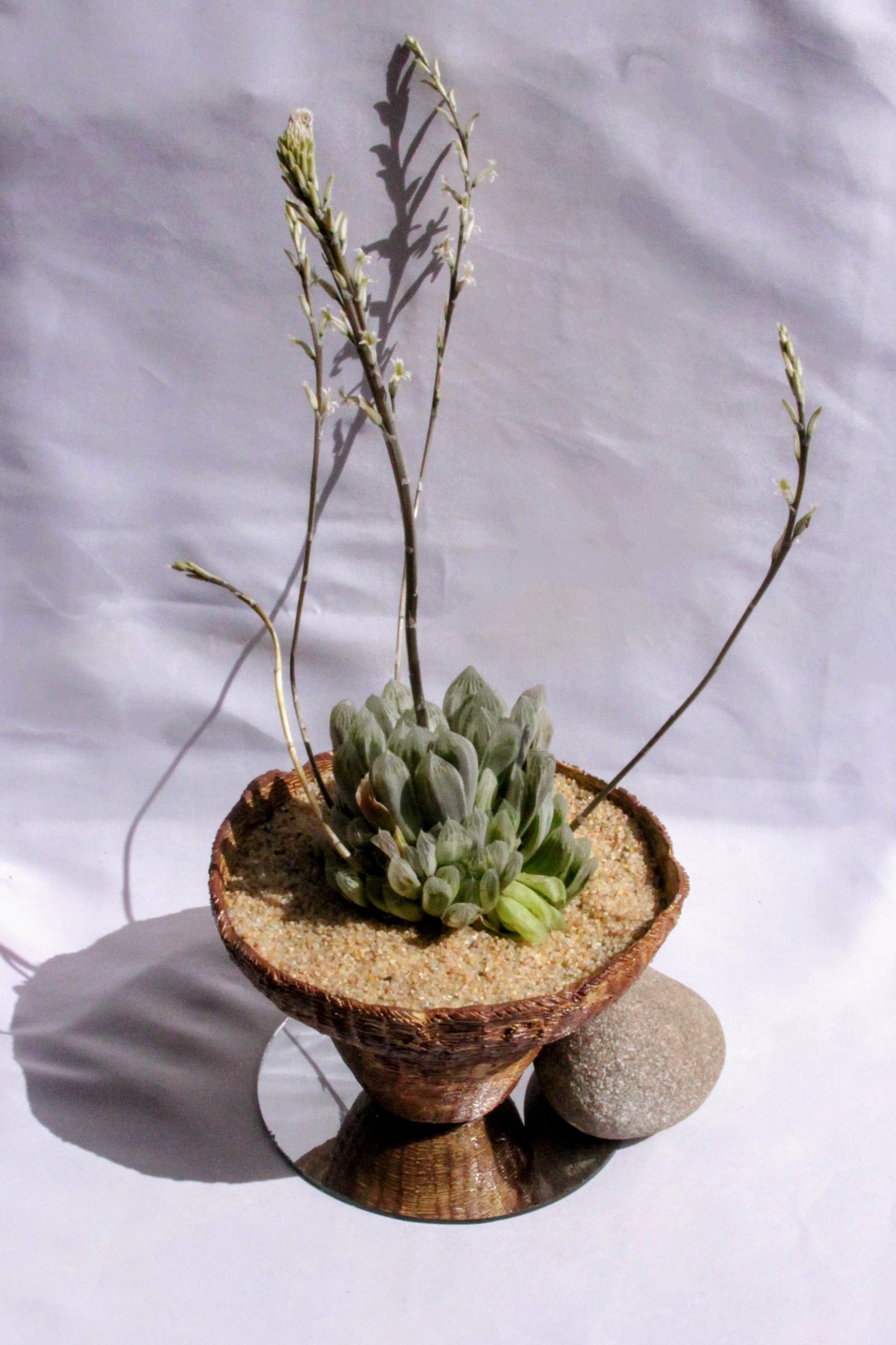 Haworthia Cooperi Baker