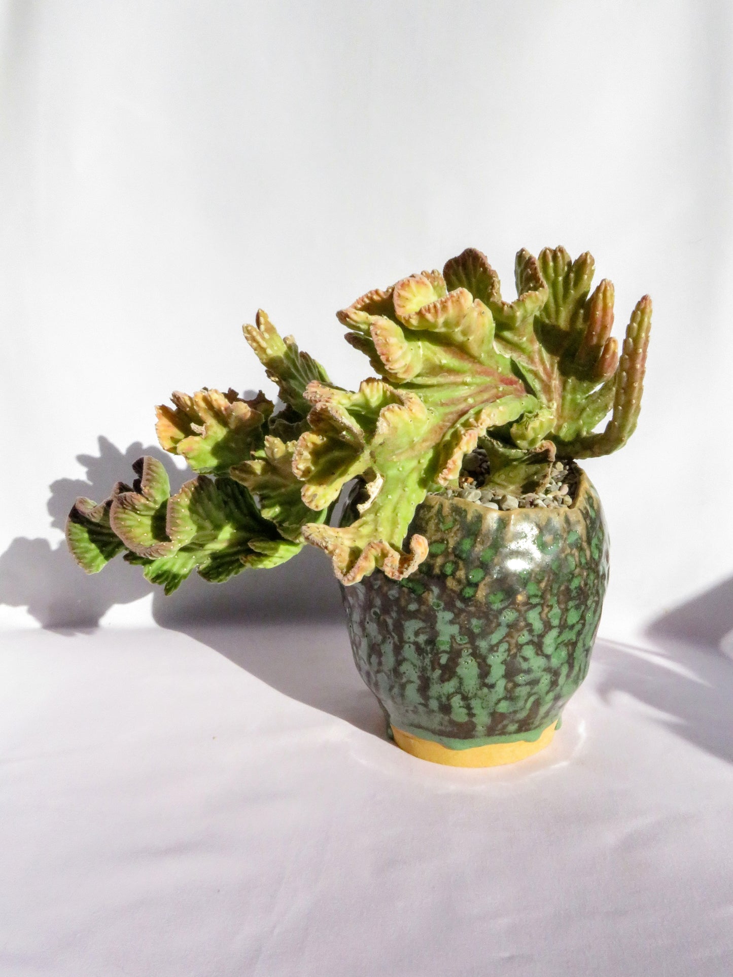 Stapelia Leendertziae Cristata