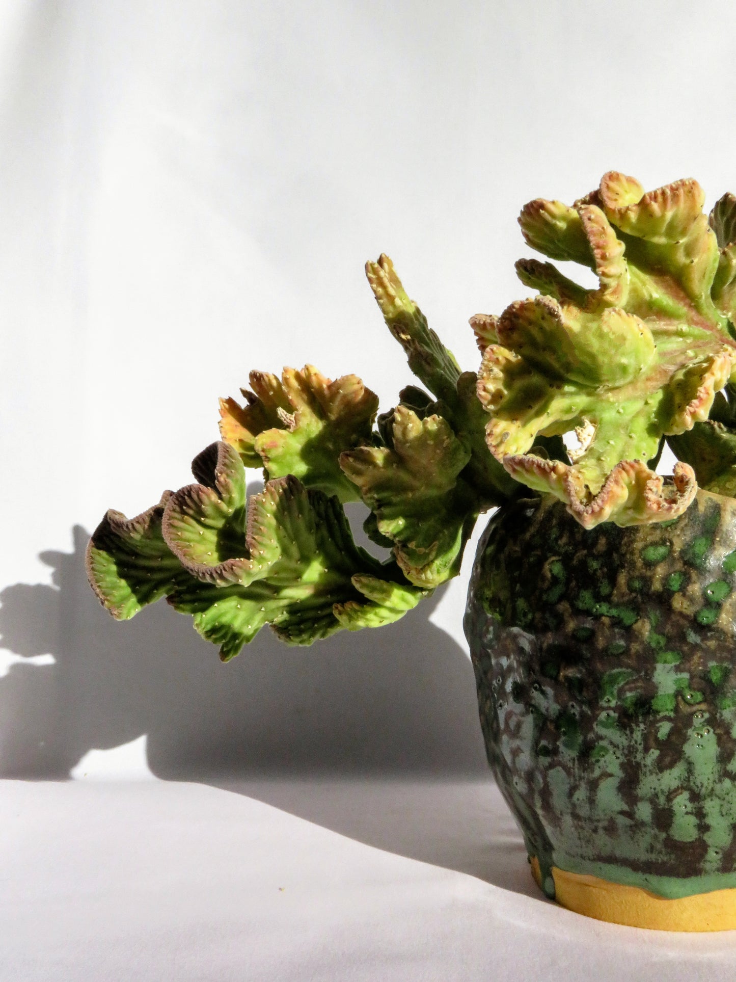 Stapelia Leendertziae Cristata