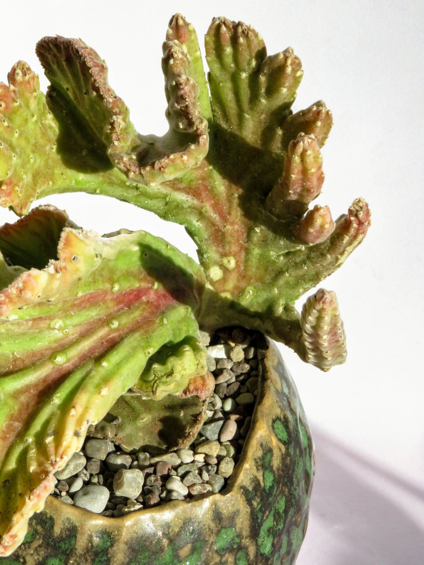 Stapelia Leendertziae Cristata
