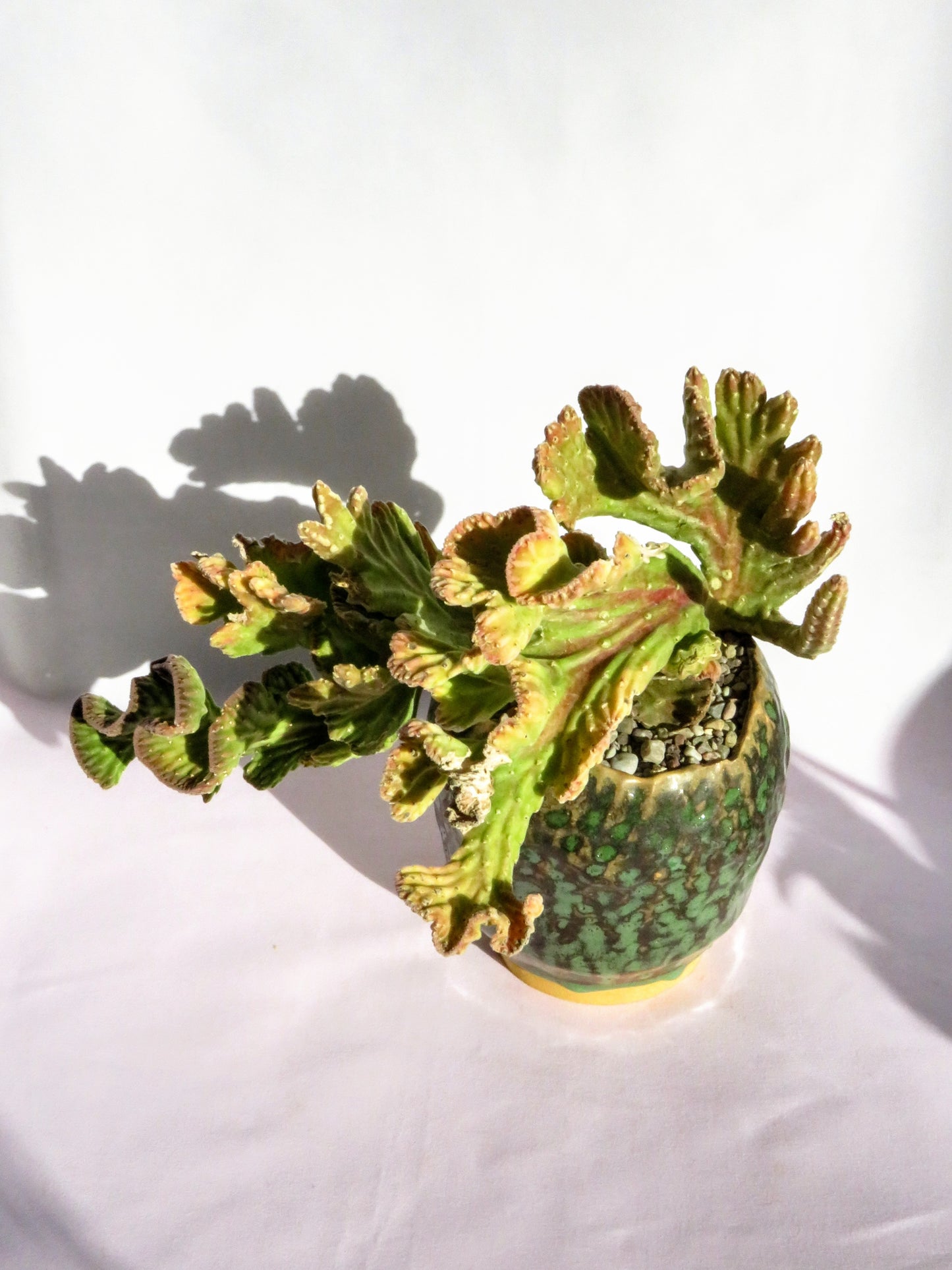 Stapelia Leendertziae Cristata