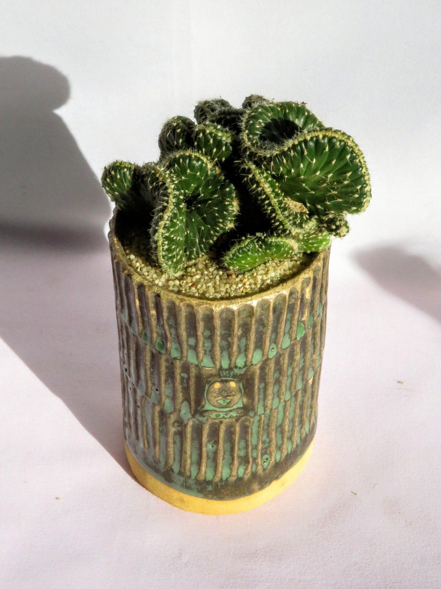Opuntia Cylindrica Cristata