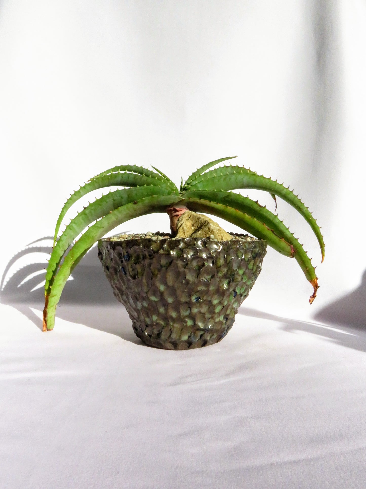 Aloe Suprafoliata