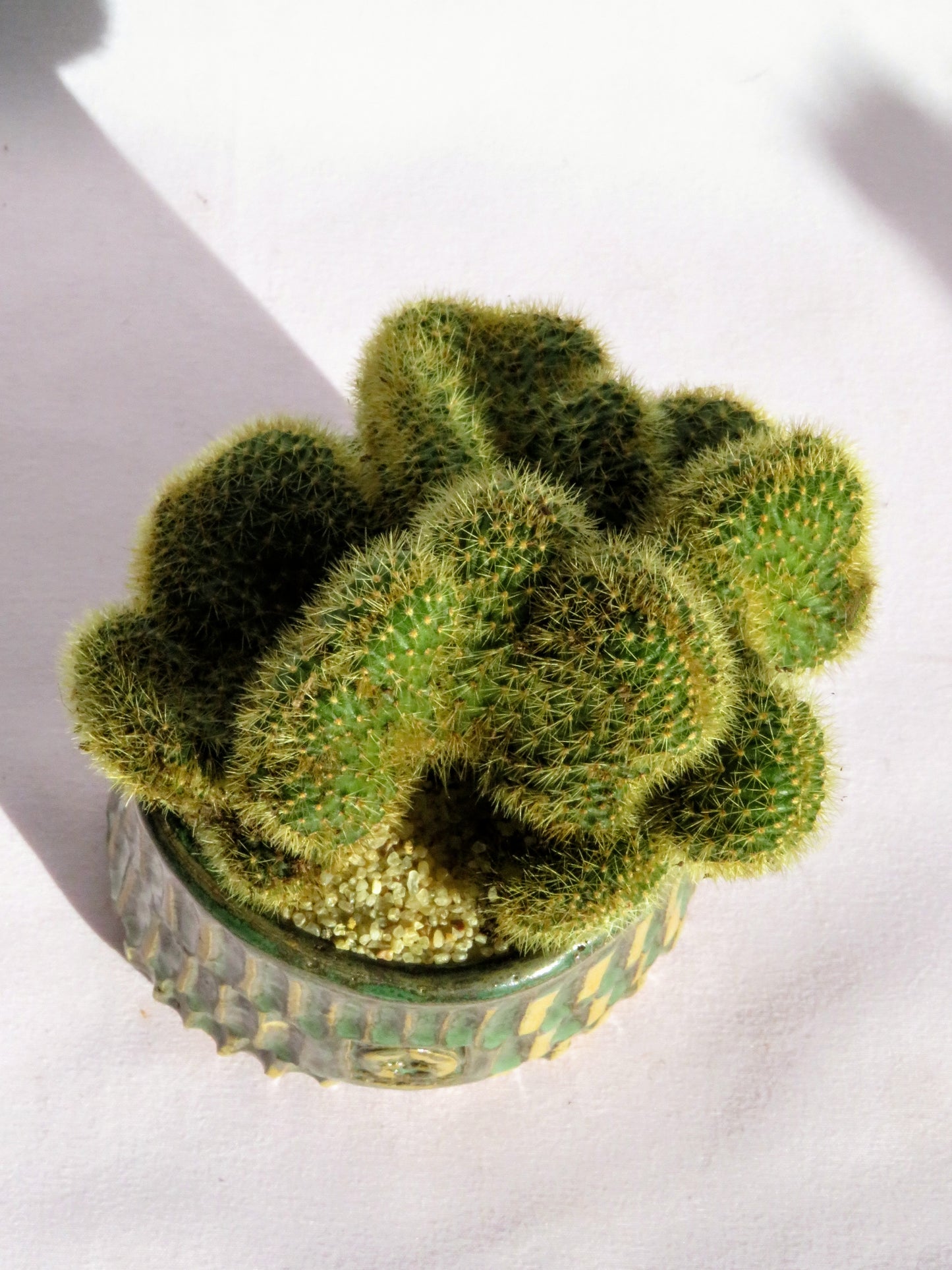 Mammillaria Elongata Cristata