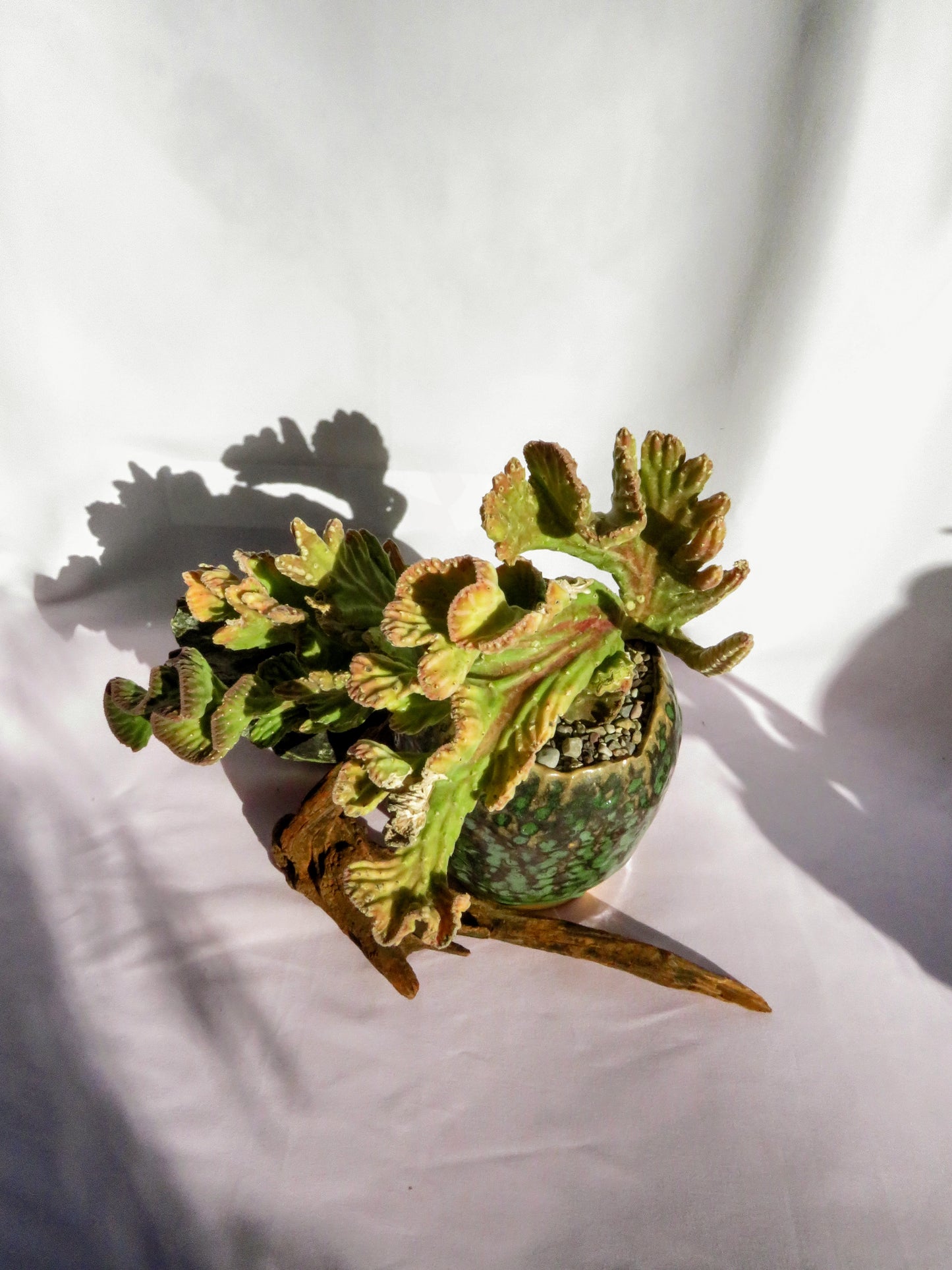 Stapelia Leendertziae Cristata