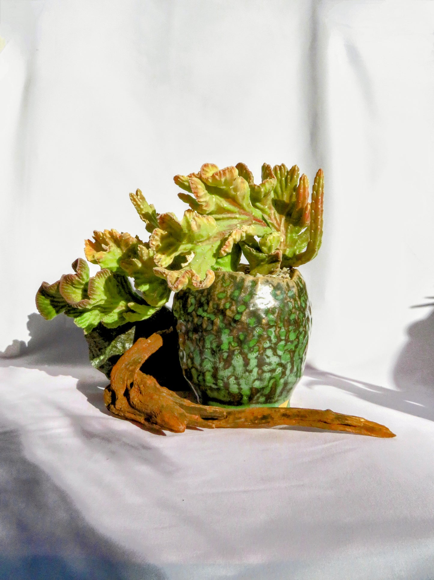 Stapelia Leendertziae Cristata