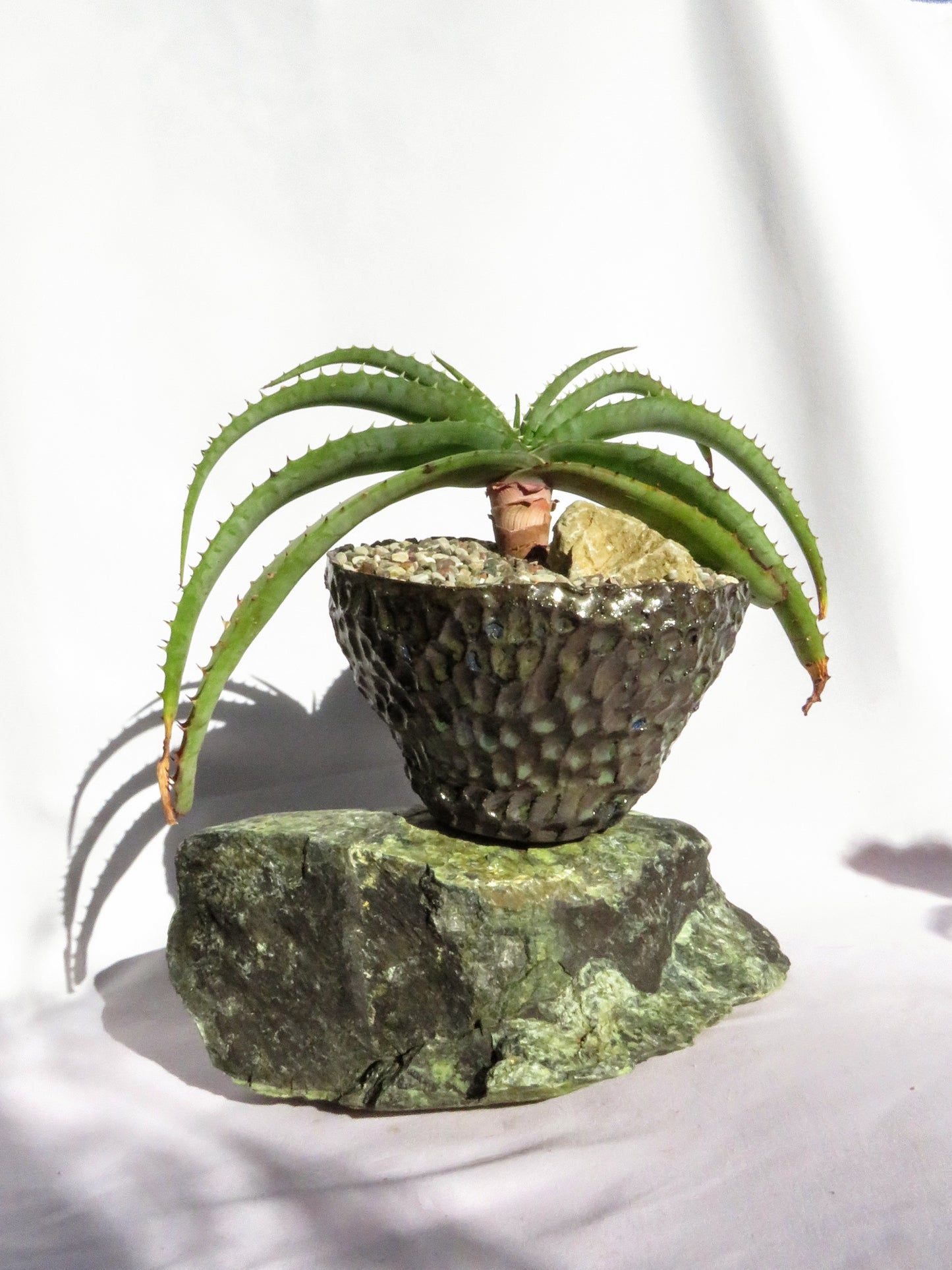 Aloe Suprafoliata