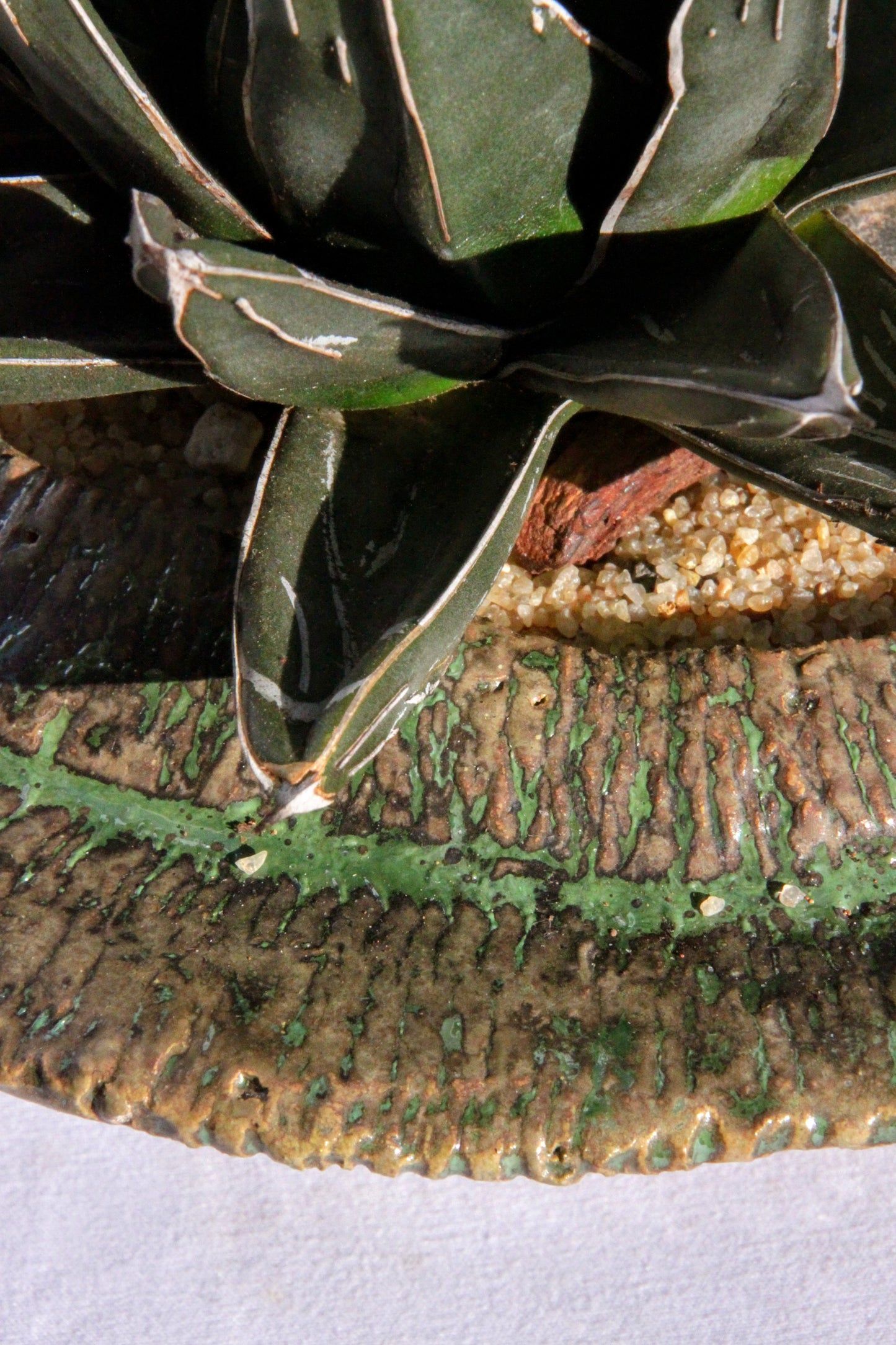 Agave Victoriae-Reginae with Natural Driftwood & Rocks